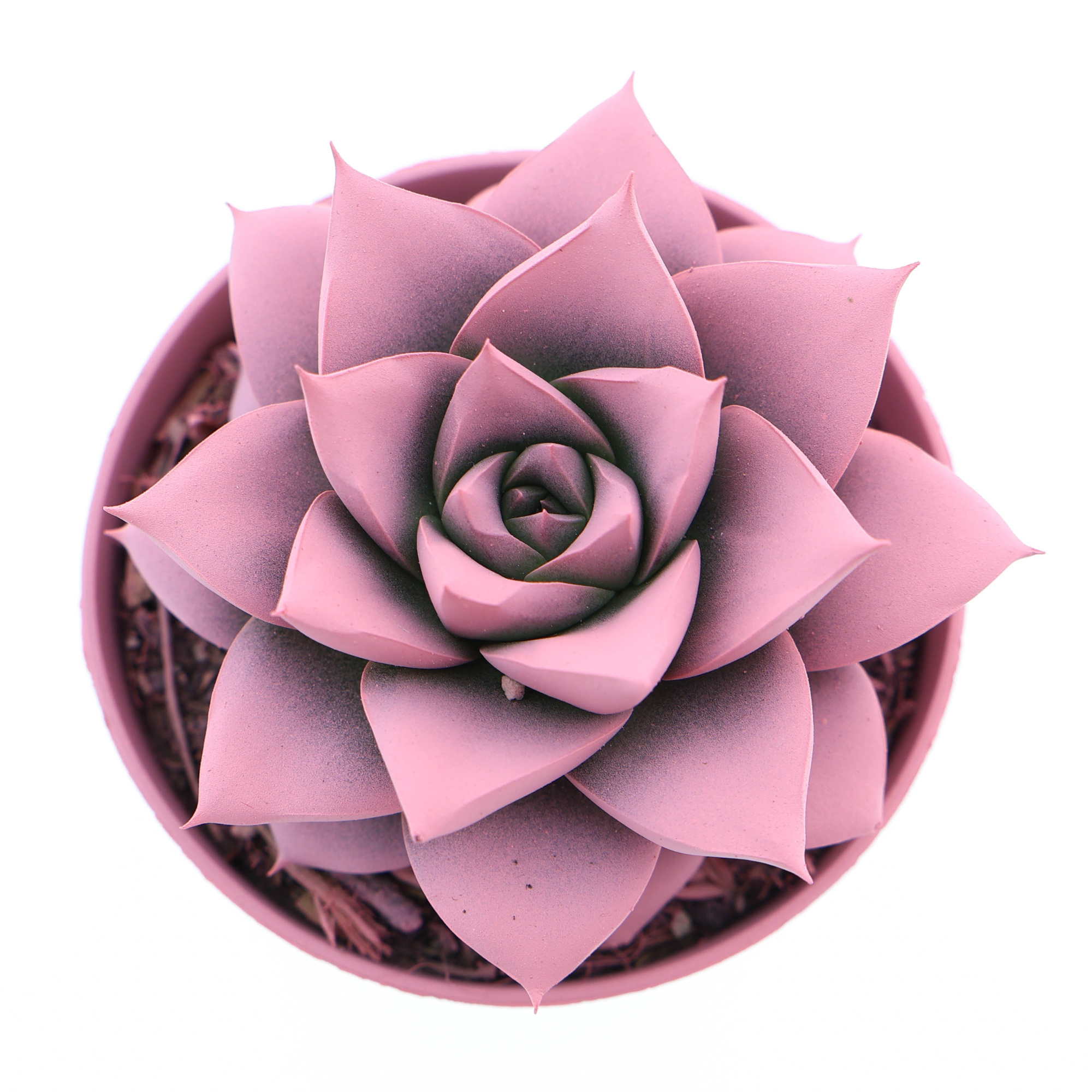 Rainbow purper rose, D 8,5 cm