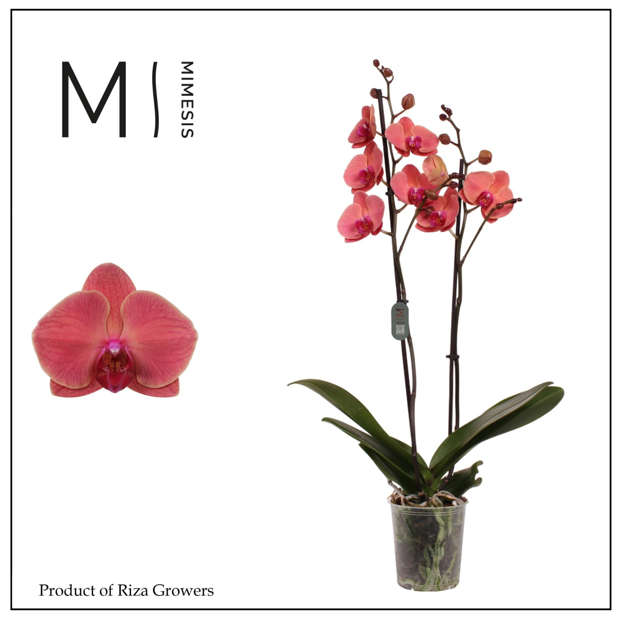 Phalaenopsis Asian Coral 2 spike - 12cm | Mimesis, D 12 cm