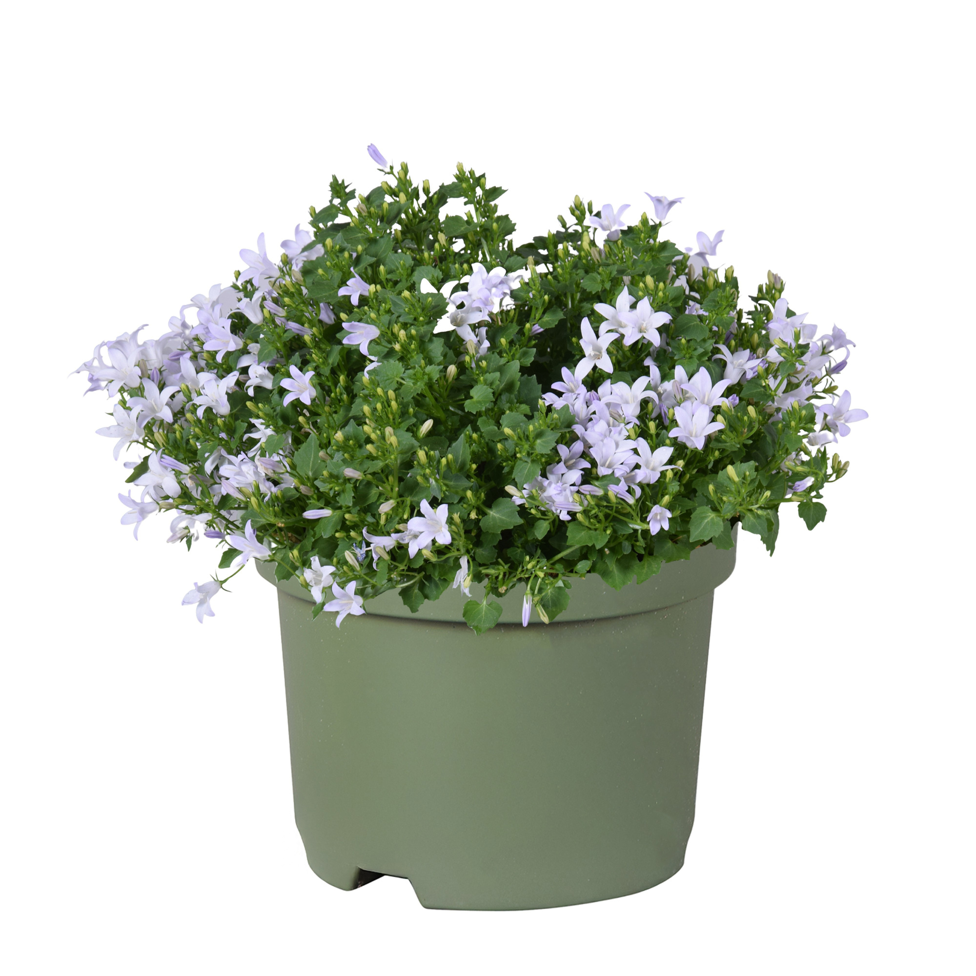 Campanula wit portenschlagiana KoSea Kane, D 12