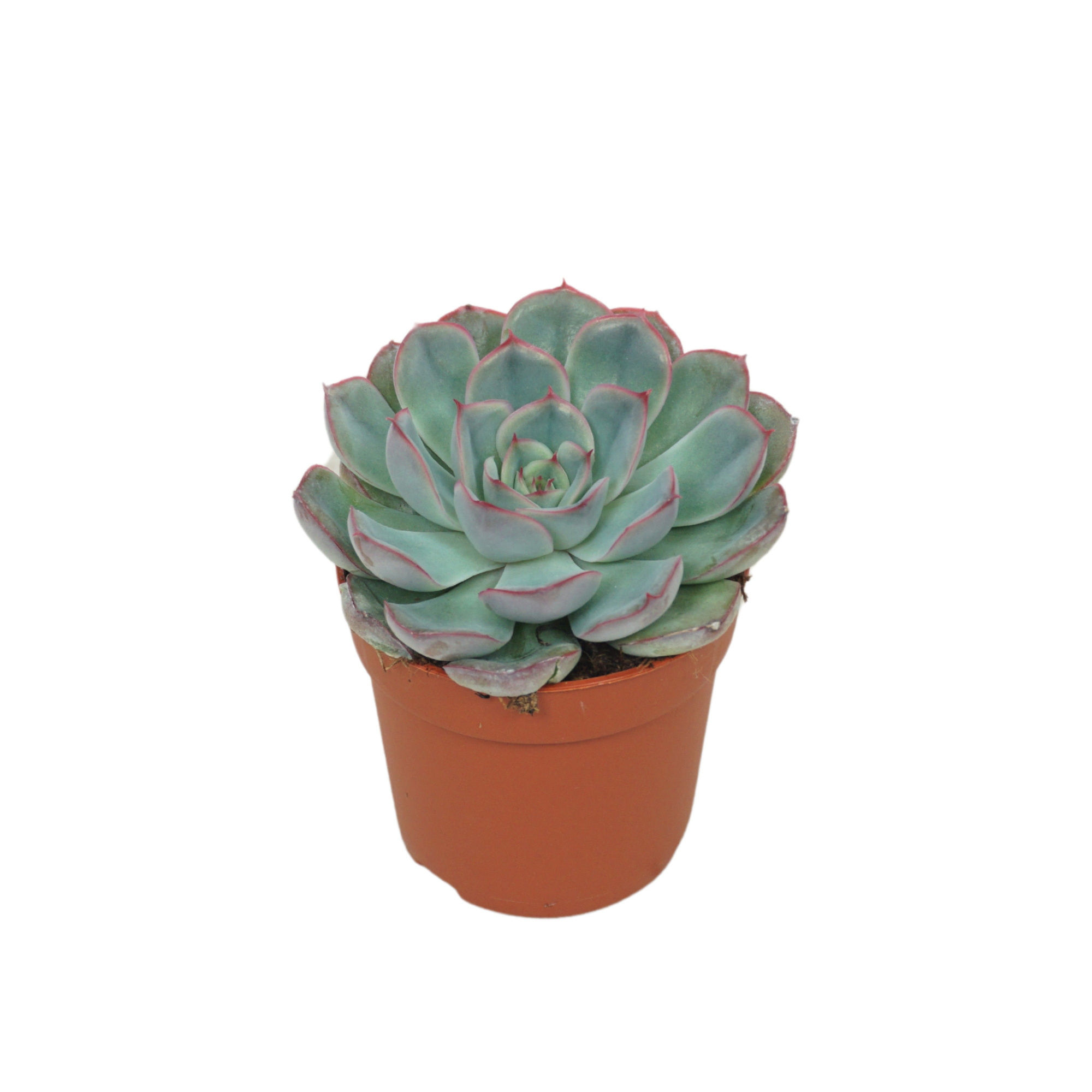 Echeveria hercules 7 cm, D 7 cm