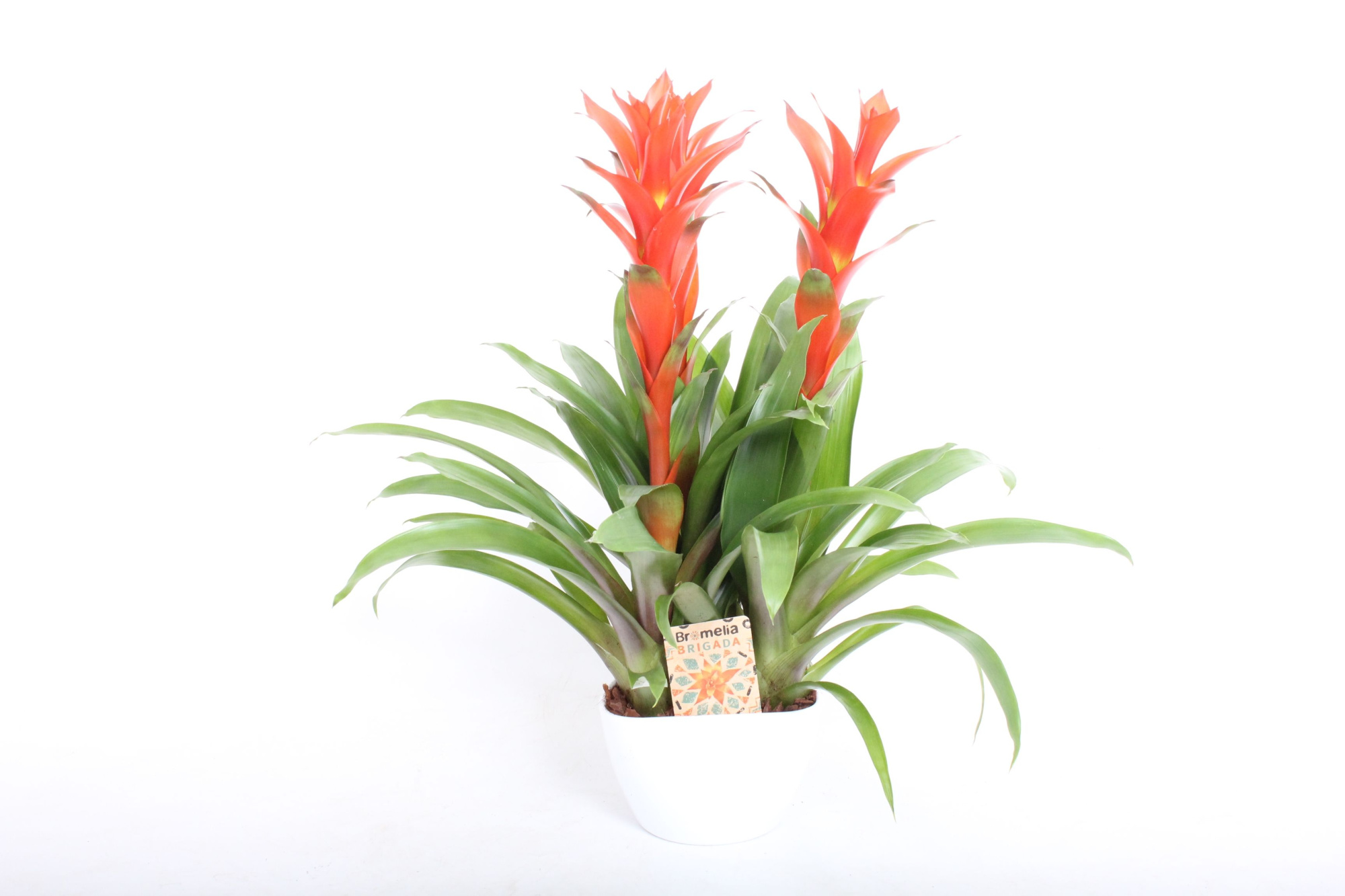 Ostara in 3Hoek Keramiek 3PP in Wit Of Blackberry Driehoek, D 19 cm