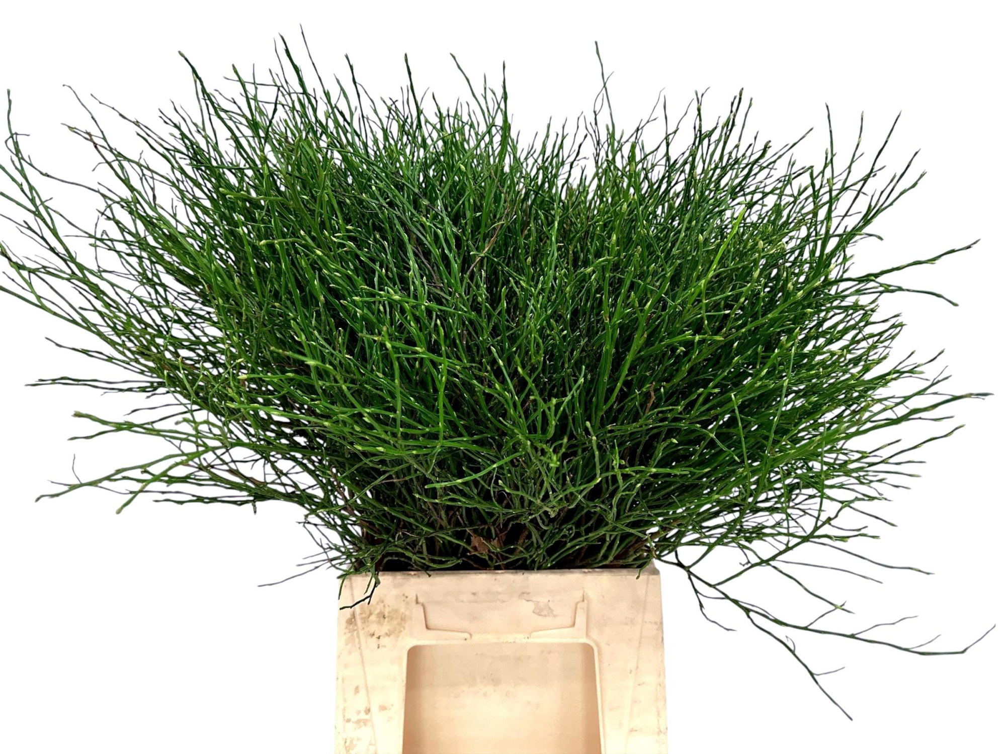 Вациниум Миртилус за пучок 50, пуч.