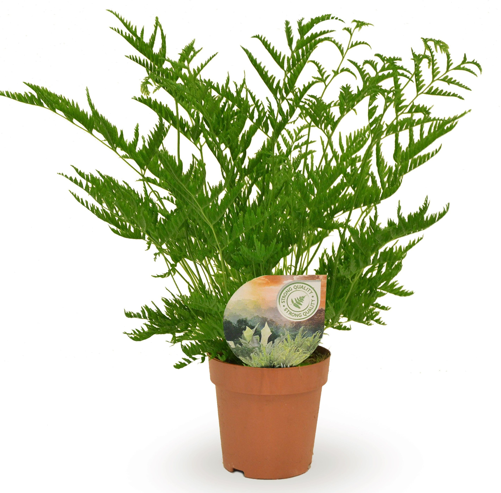 Pteris straminea, D 12 cm