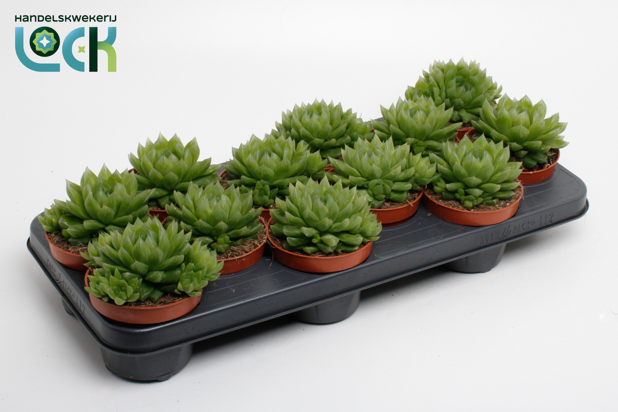 Haworthia Cooperi, D 10,5