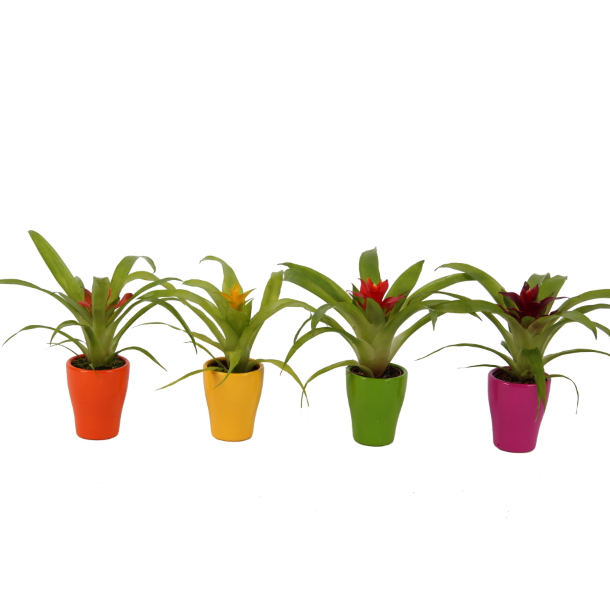 Guzmania mix in maxmix keramiek, D 7 cm