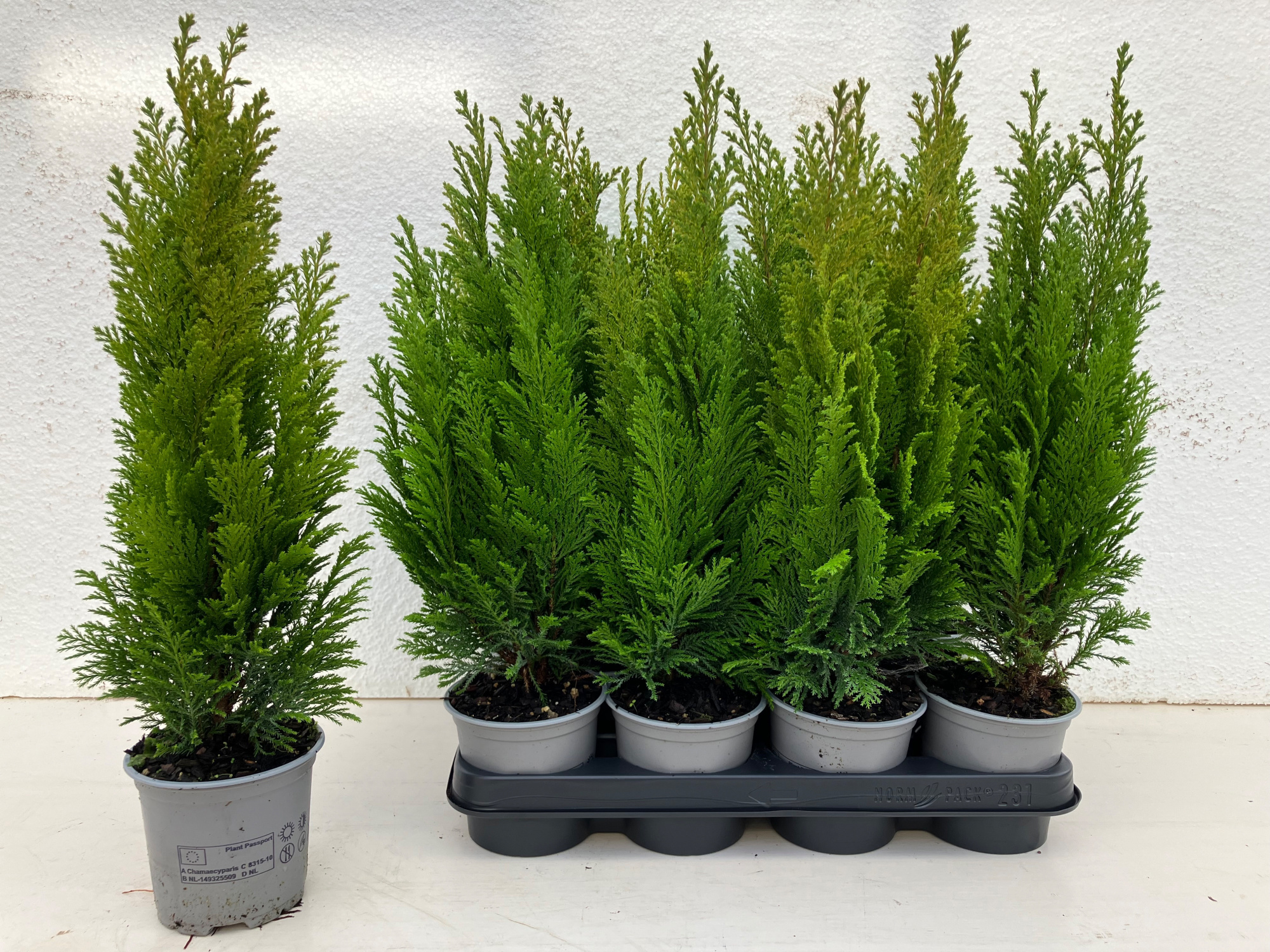 Chamaecyparis lawsoniana 'Ellwood's Empire', D 10,5