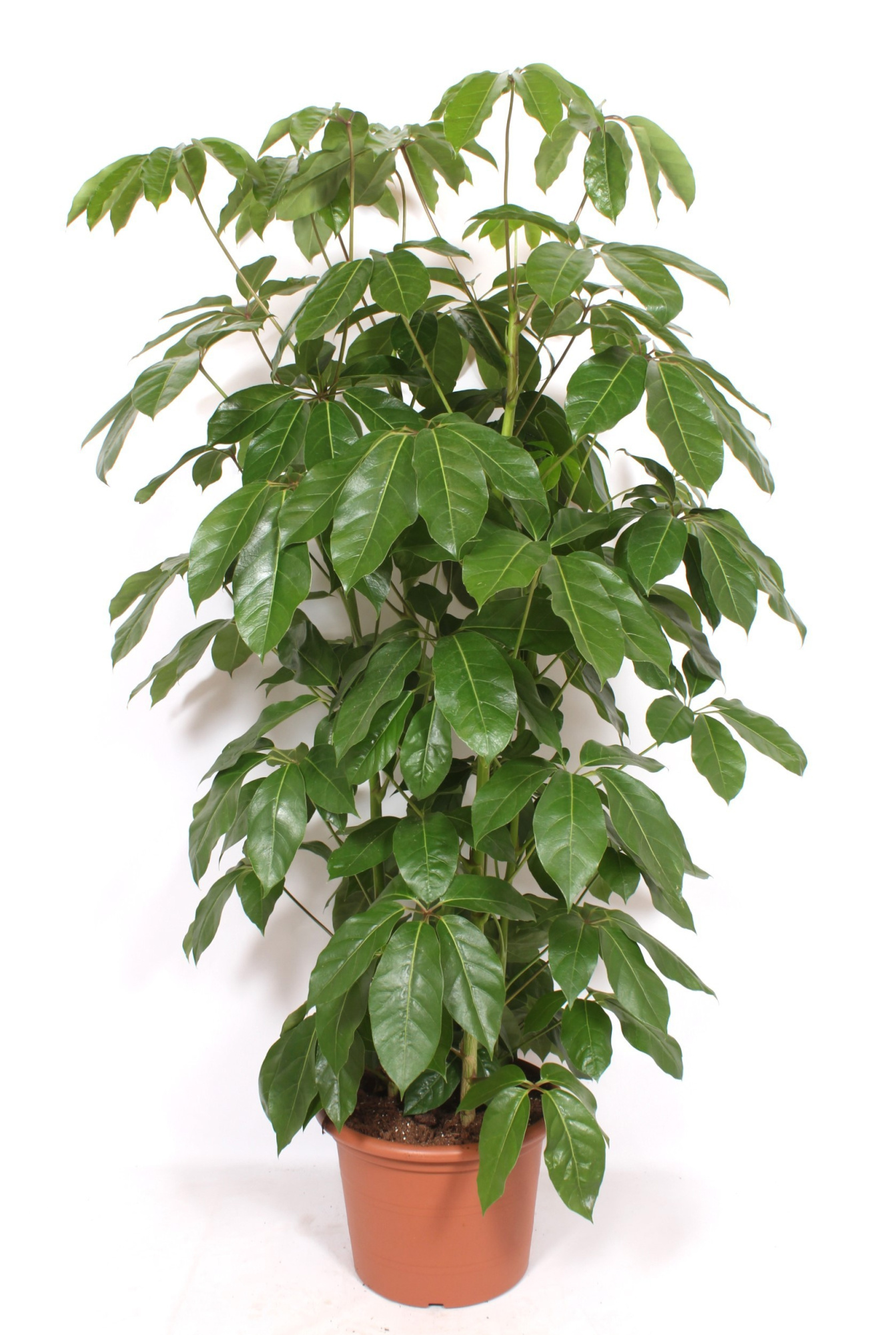 Schefflera actinophylla 'Amate’, D 45