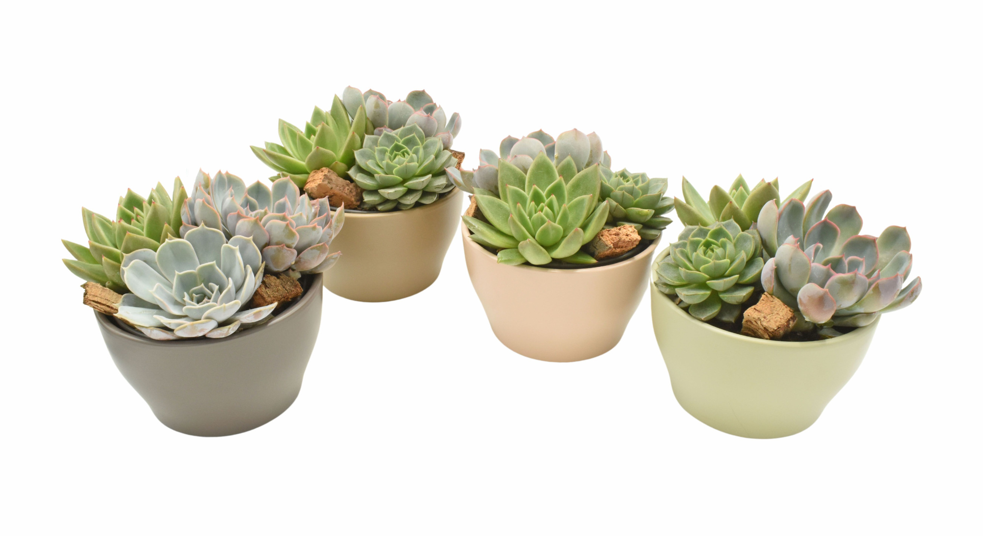 Echeveria trio with cork in Ivana ceramics, D 15 cm