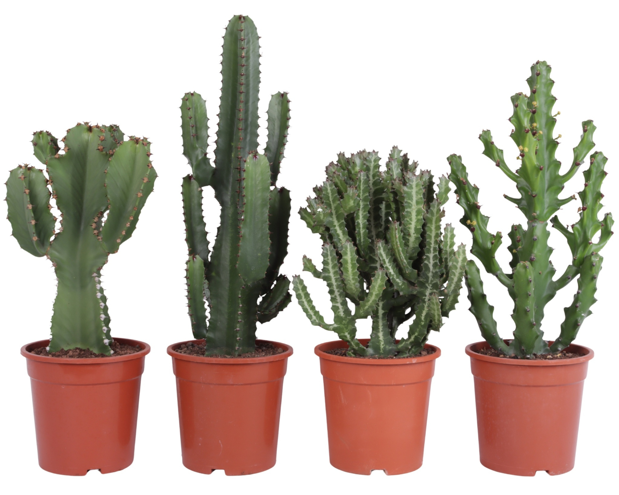 Euphorbia mix 21 cm, D 21