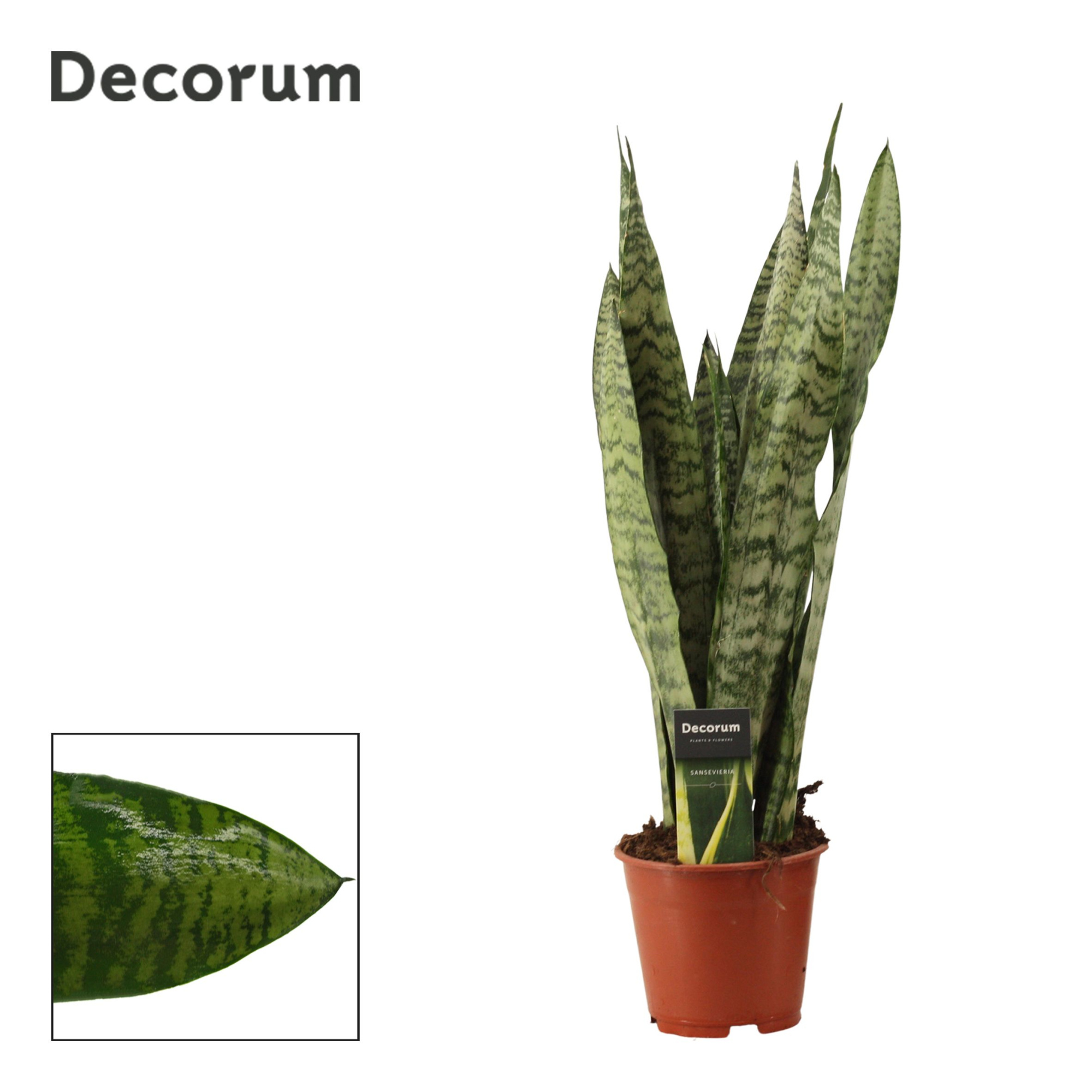 Sansevieria Zeylanica Regular 14 cm (Decorum), D 14