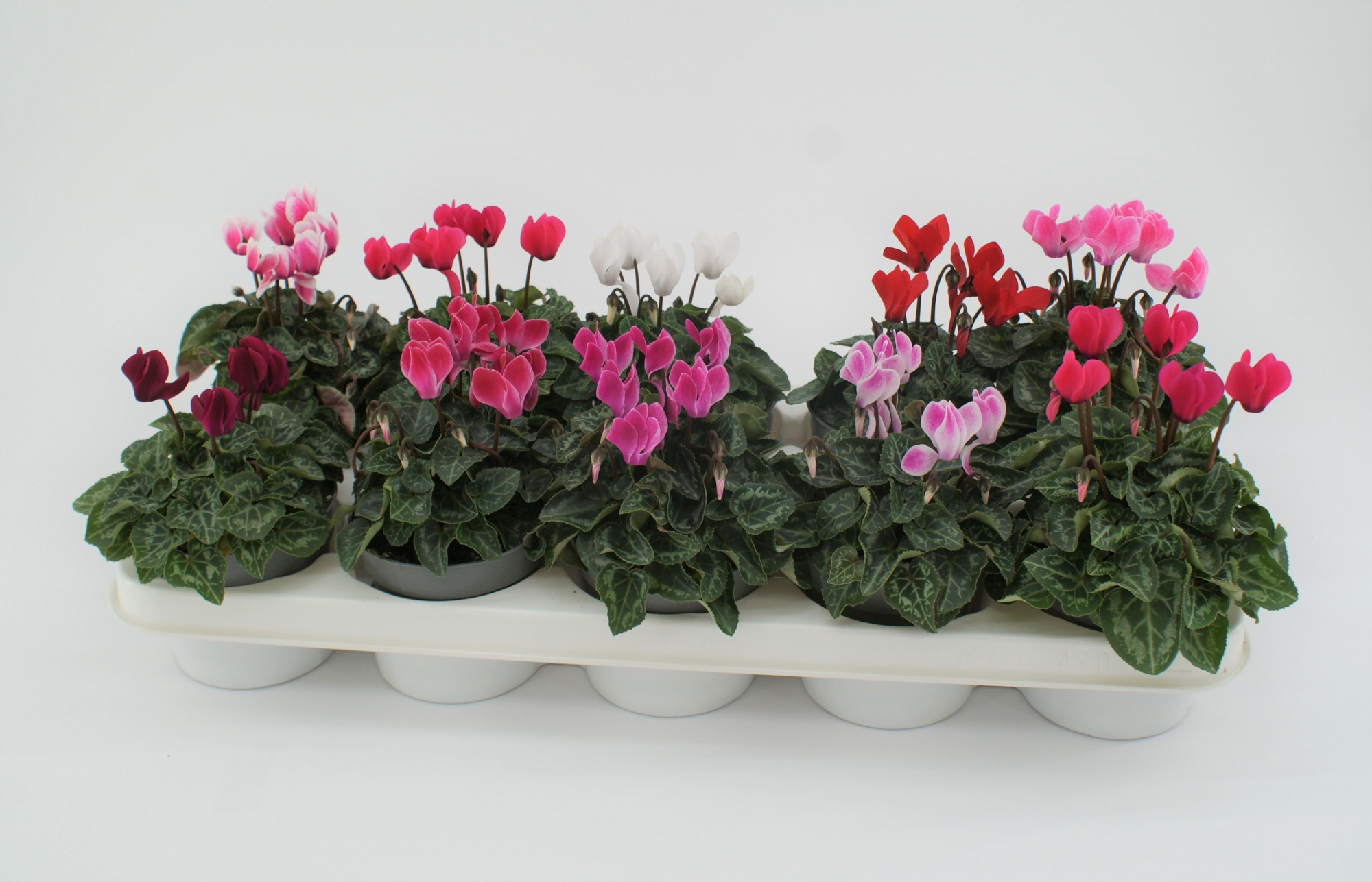 Cyclamen mix P10,5, D 10,5 cm