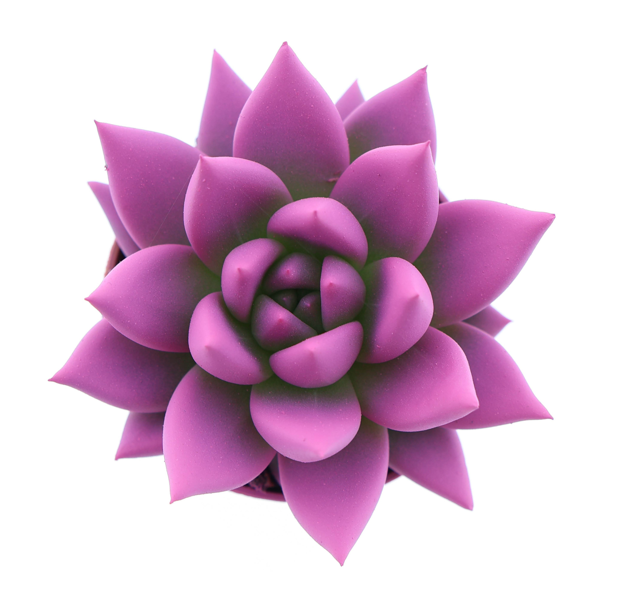 Rainbow cerise 246, D 5,5 cm