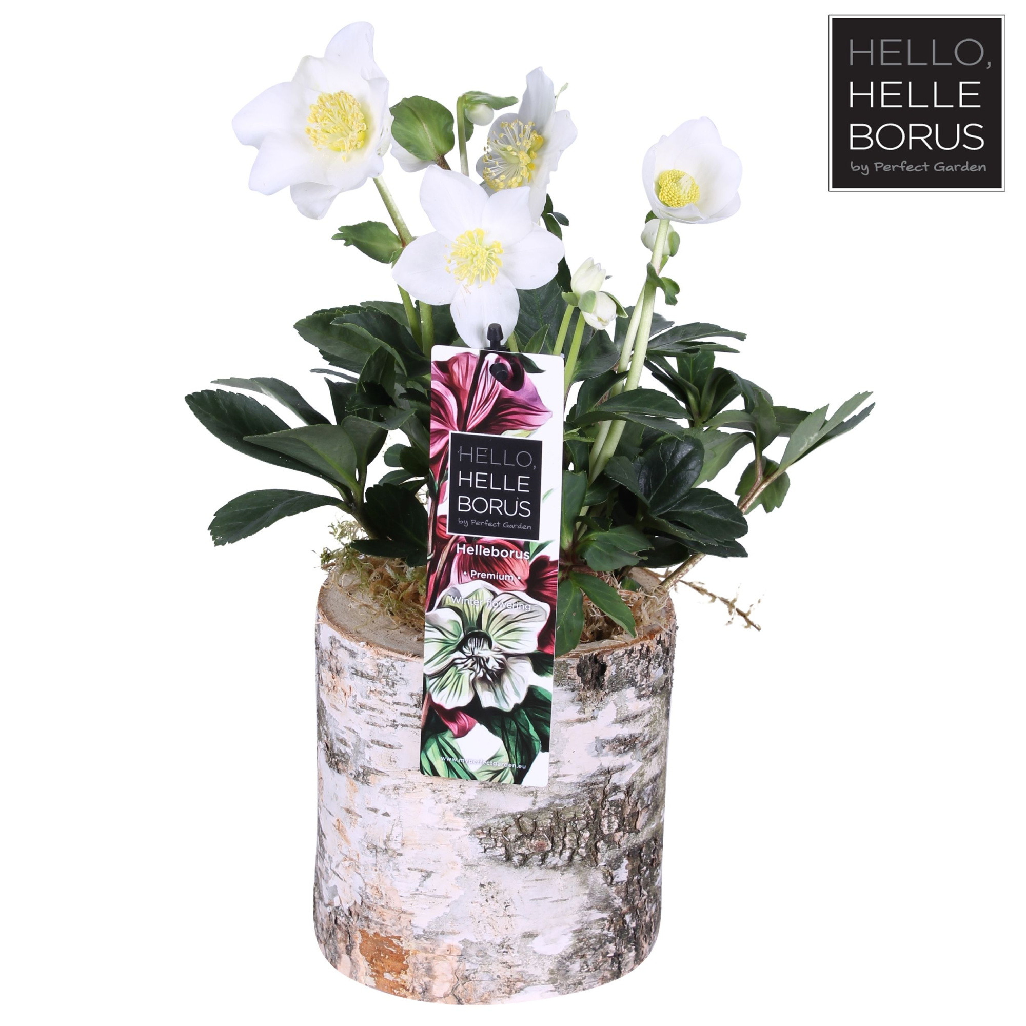 Helleborus niger 'Christmas Carol' P12 (Wood series), D 12 cm