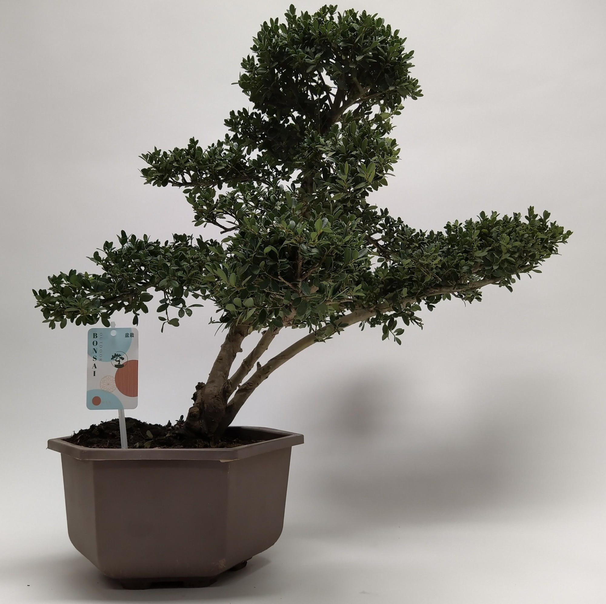 Ilex Outdoor Bonsai in Hexagon pot 28 cm, D 28 cm