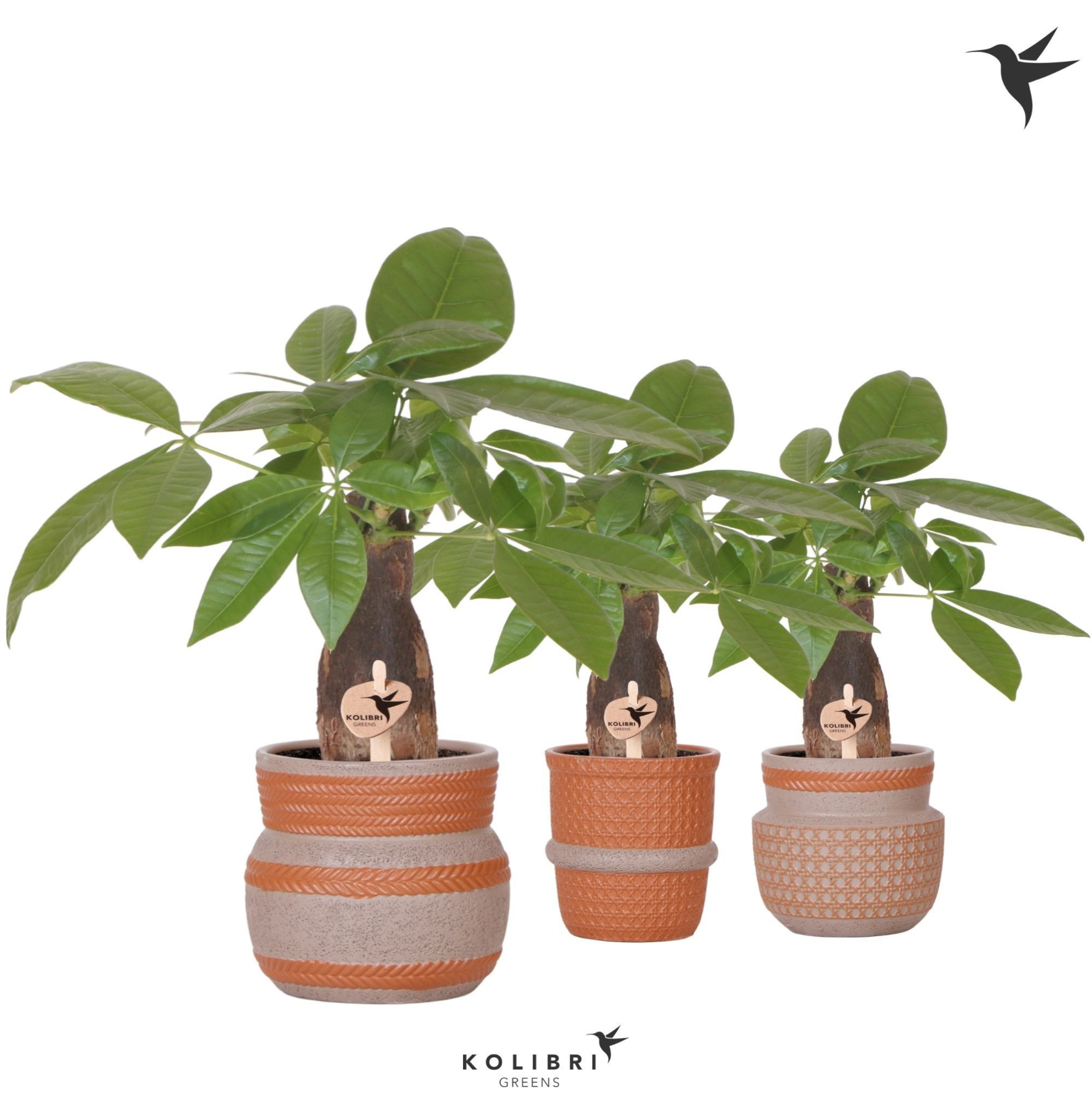 Kolibri Greens Pachira in Ethnic pot terracotta mix, D 9 cm