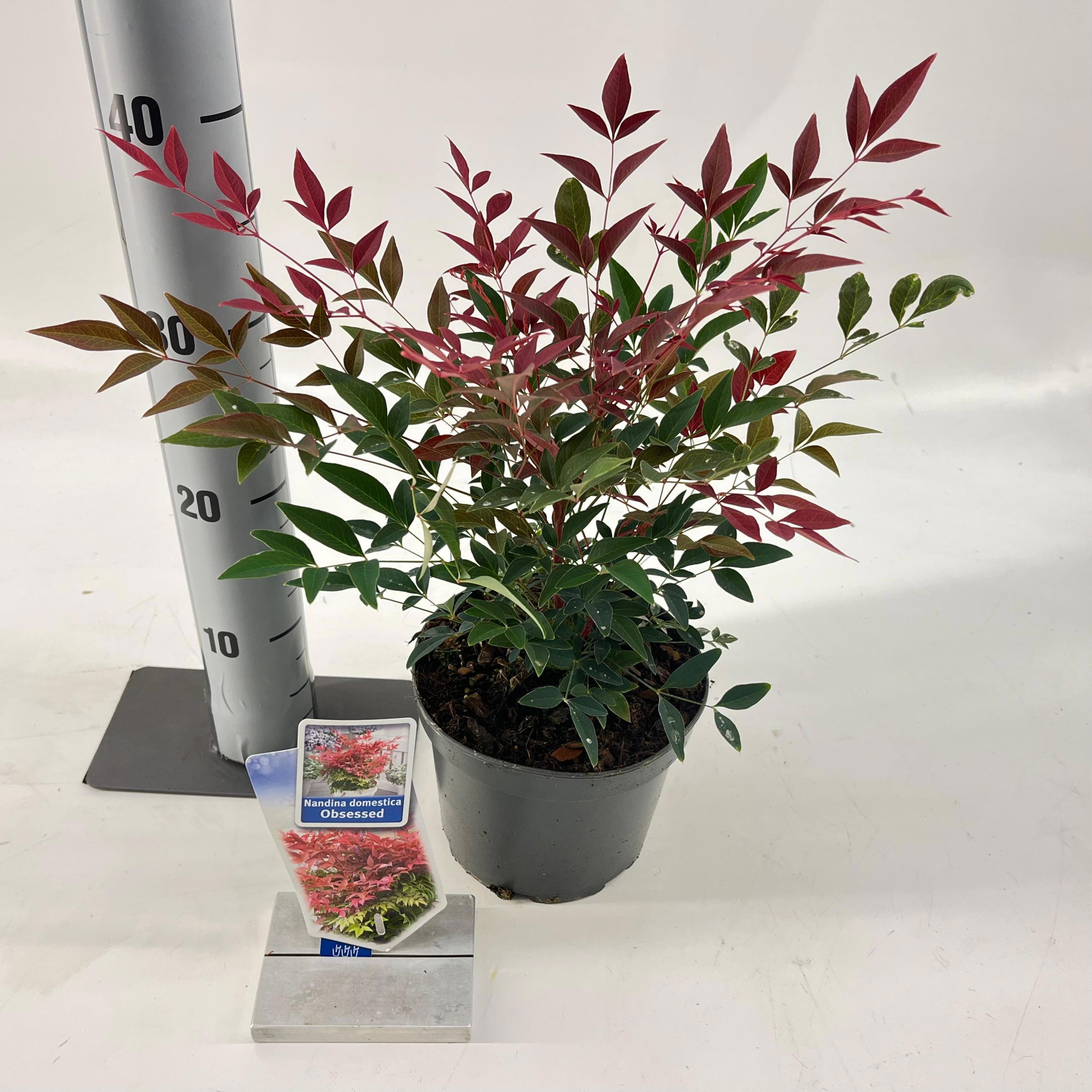 Nandina domestica Obsessed ('Seika'PBR), D 17 cm
