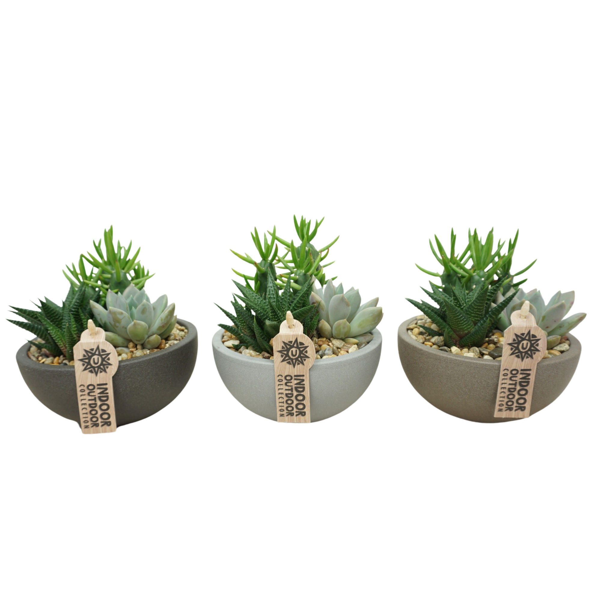 Moonschaal 15 cm beplant (3 assorti), D 14