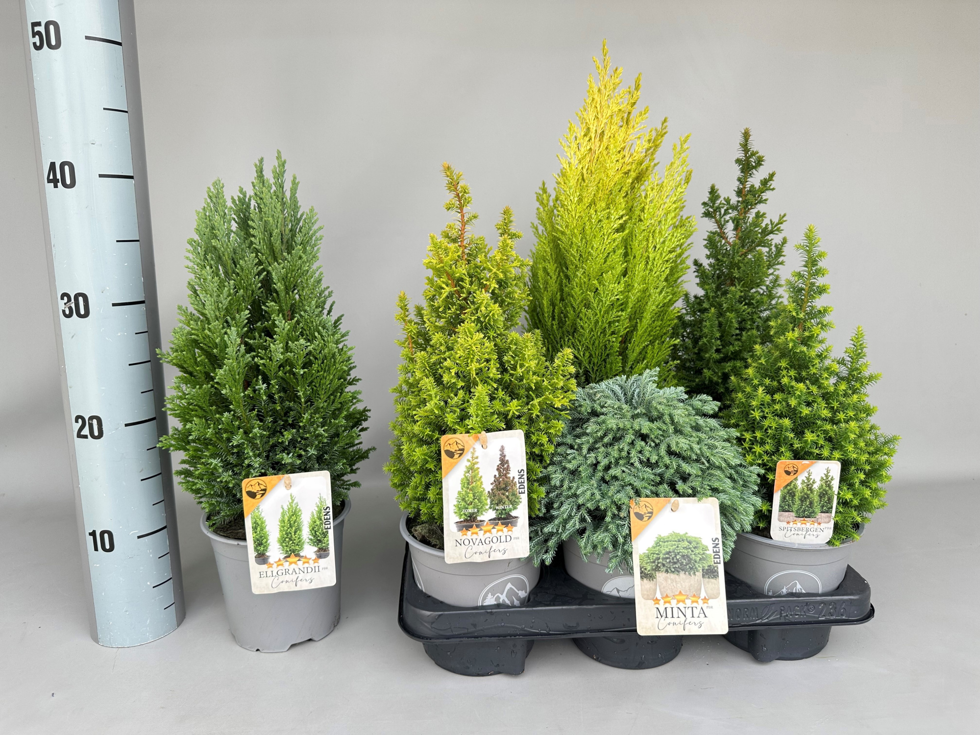 Coniferen Noviteiten Mix P13, D 13 cm