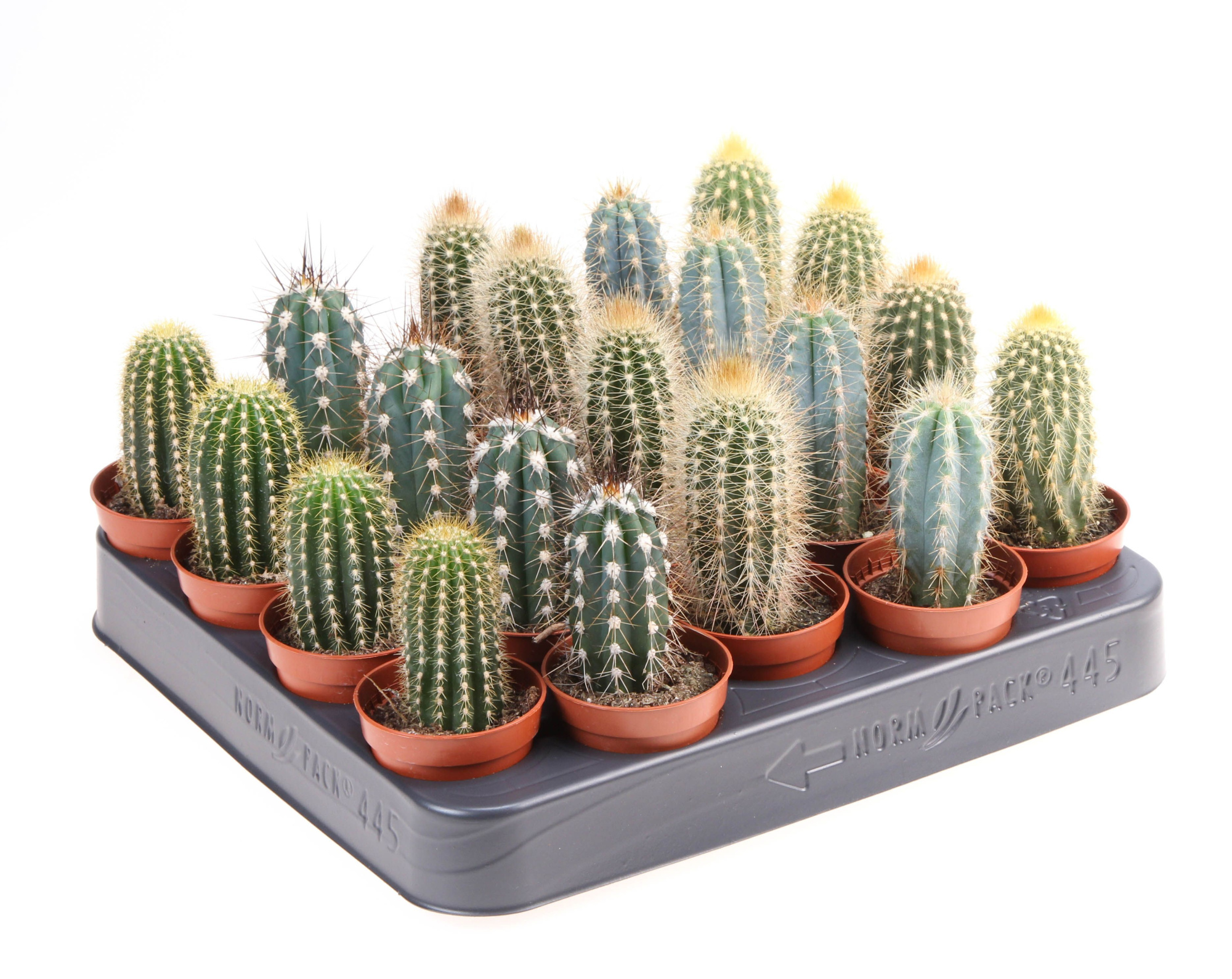 Cactus zuil mix, D 5,5 cm