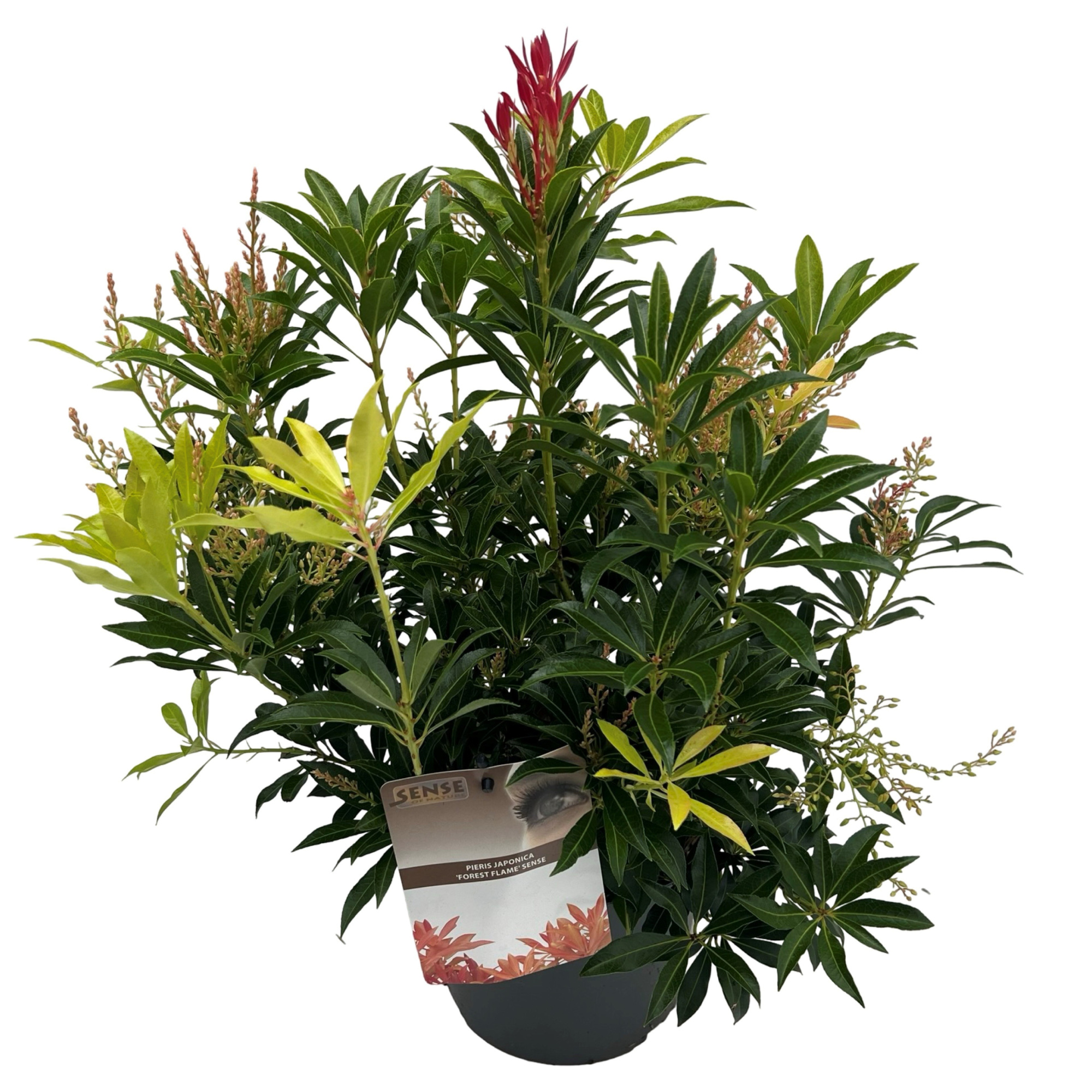 Pieris jap. 'Forest Flame' sense, D 19