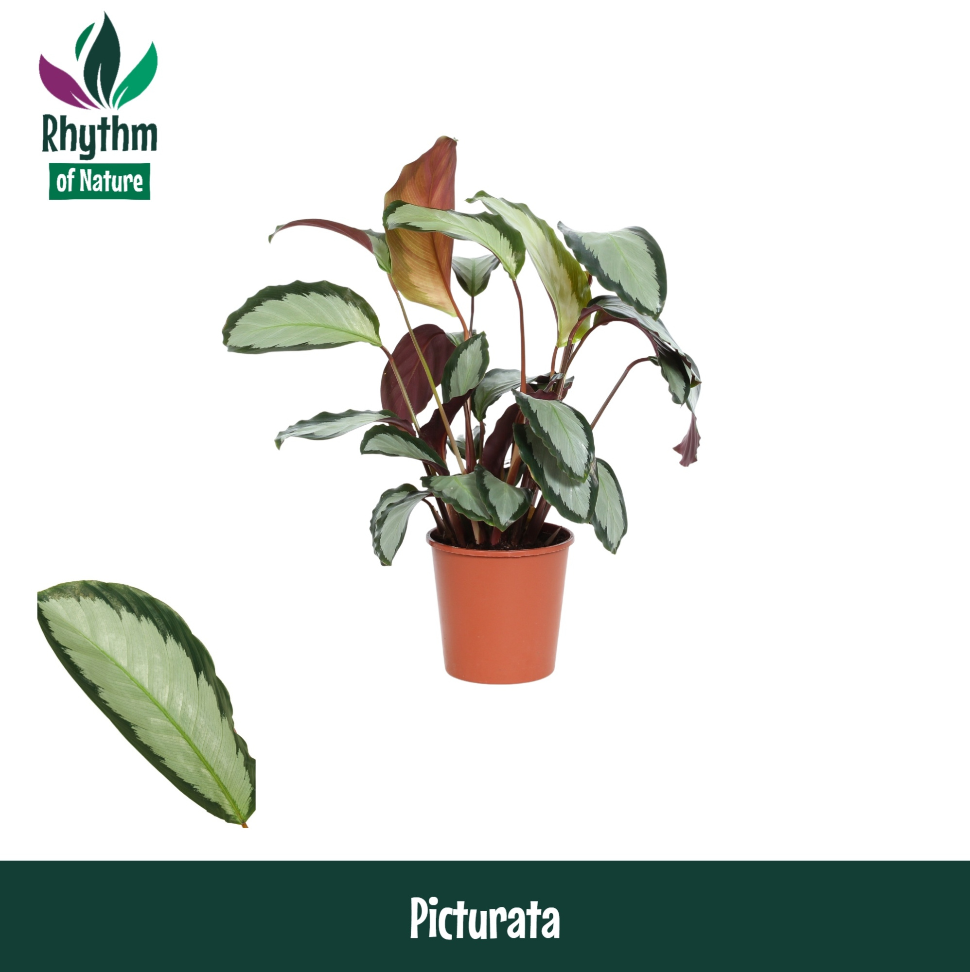 Calathea 12cm Picturata - Rhythm of Nature, D 12