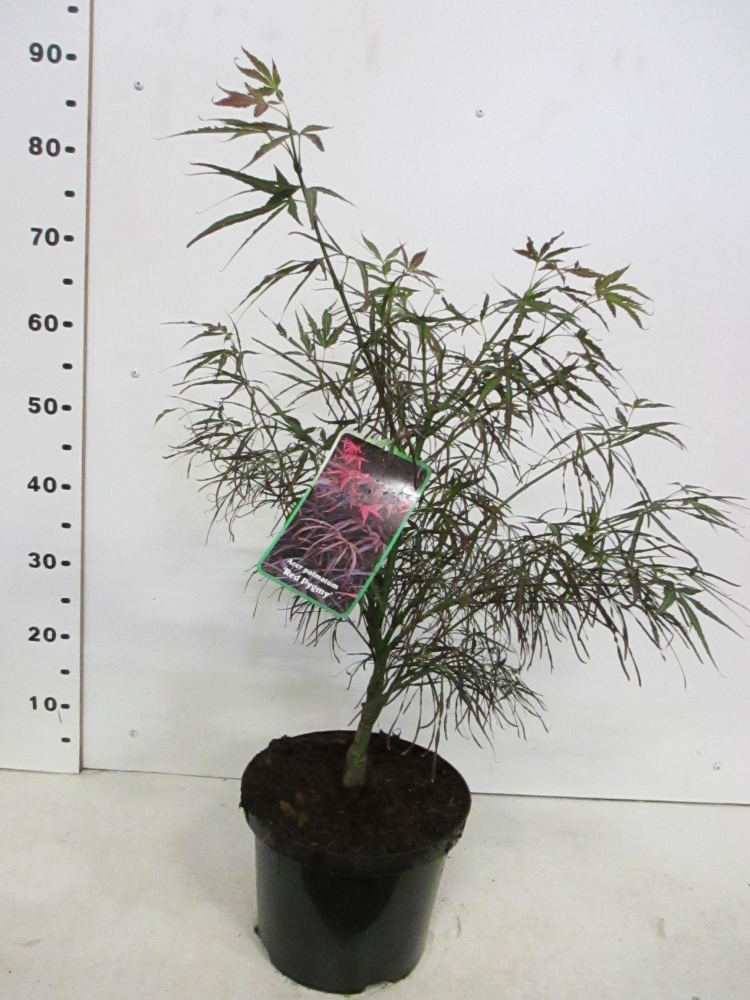 Acer palm. Red Pygmy 30-40 C5, D 23 cm