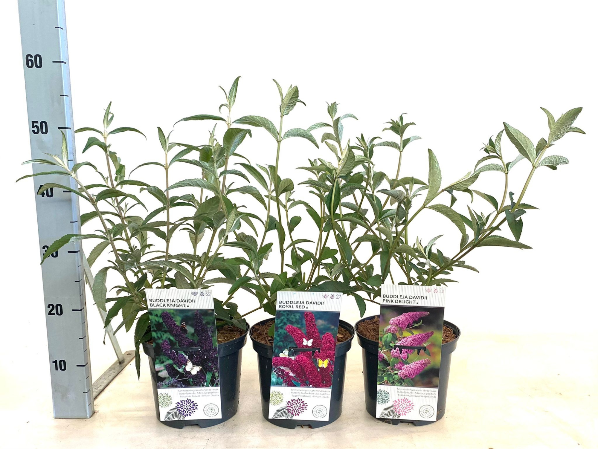 Buddleja davidii i.S. (Empire Blue, Ile de France, White Profusion), D 19 cm