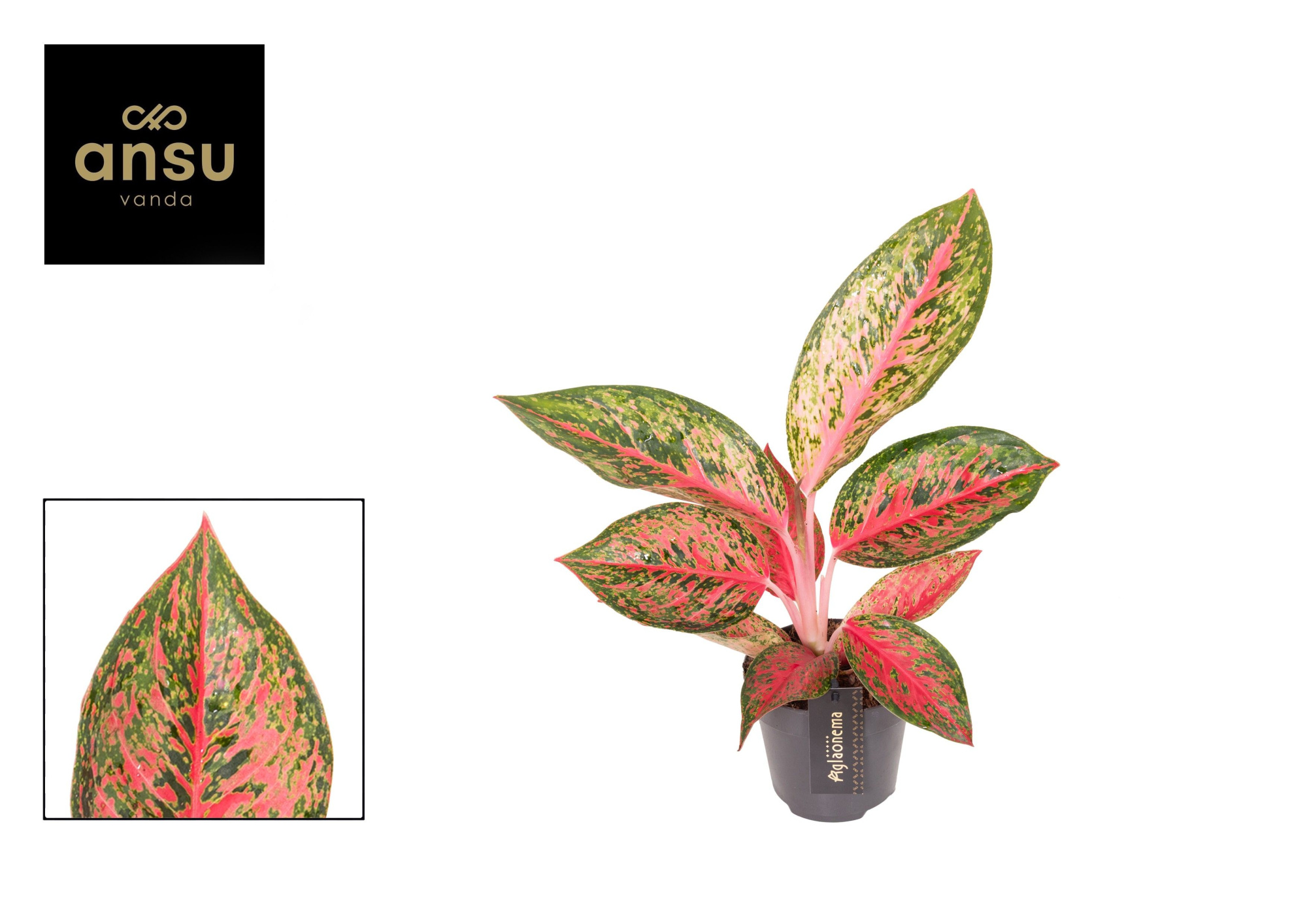 Aglaonema Lychee Red, D 12 cm