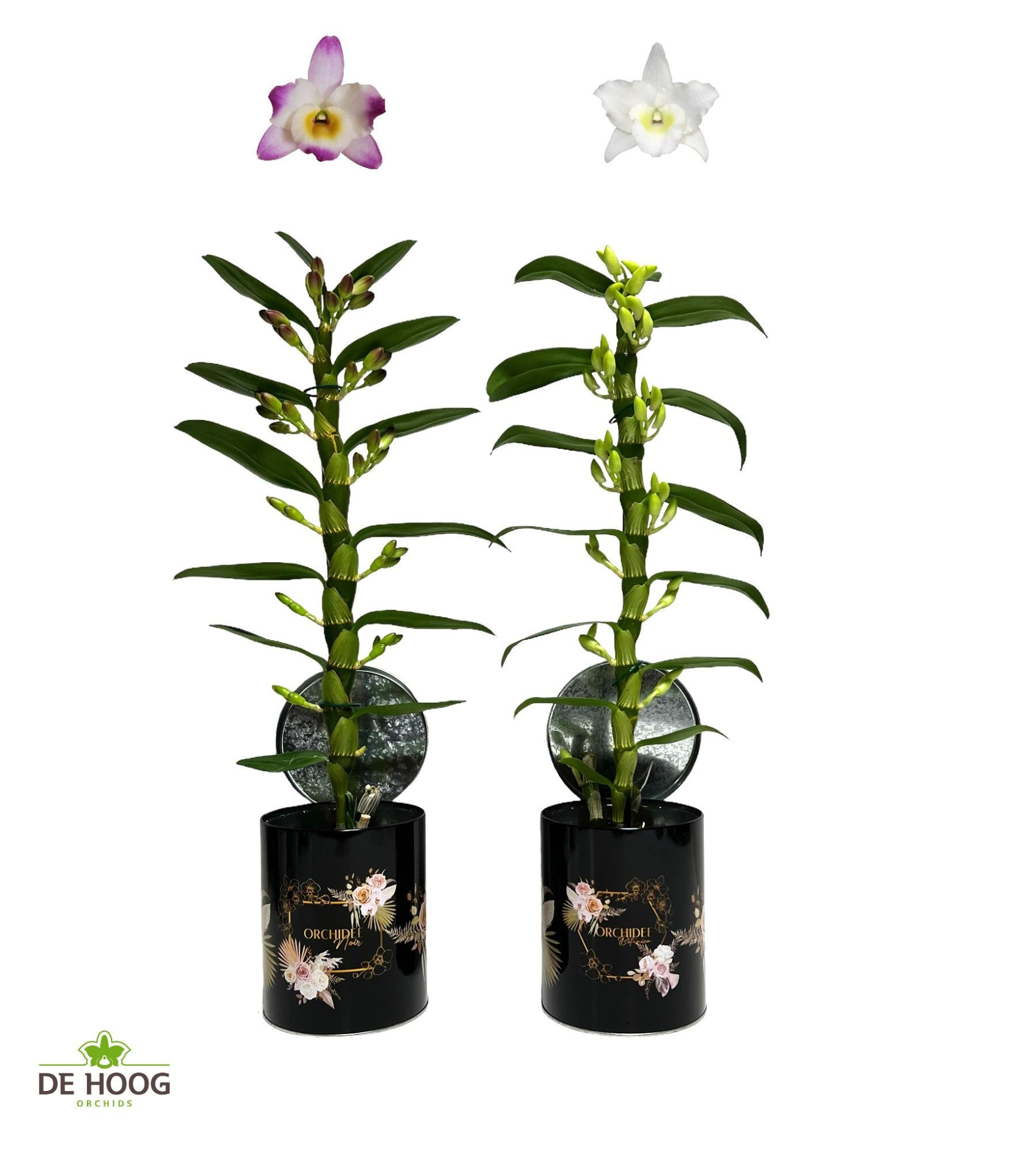 Dendrobium Nobile Mix 1 stam 7+ tros in Blik met print, D 12