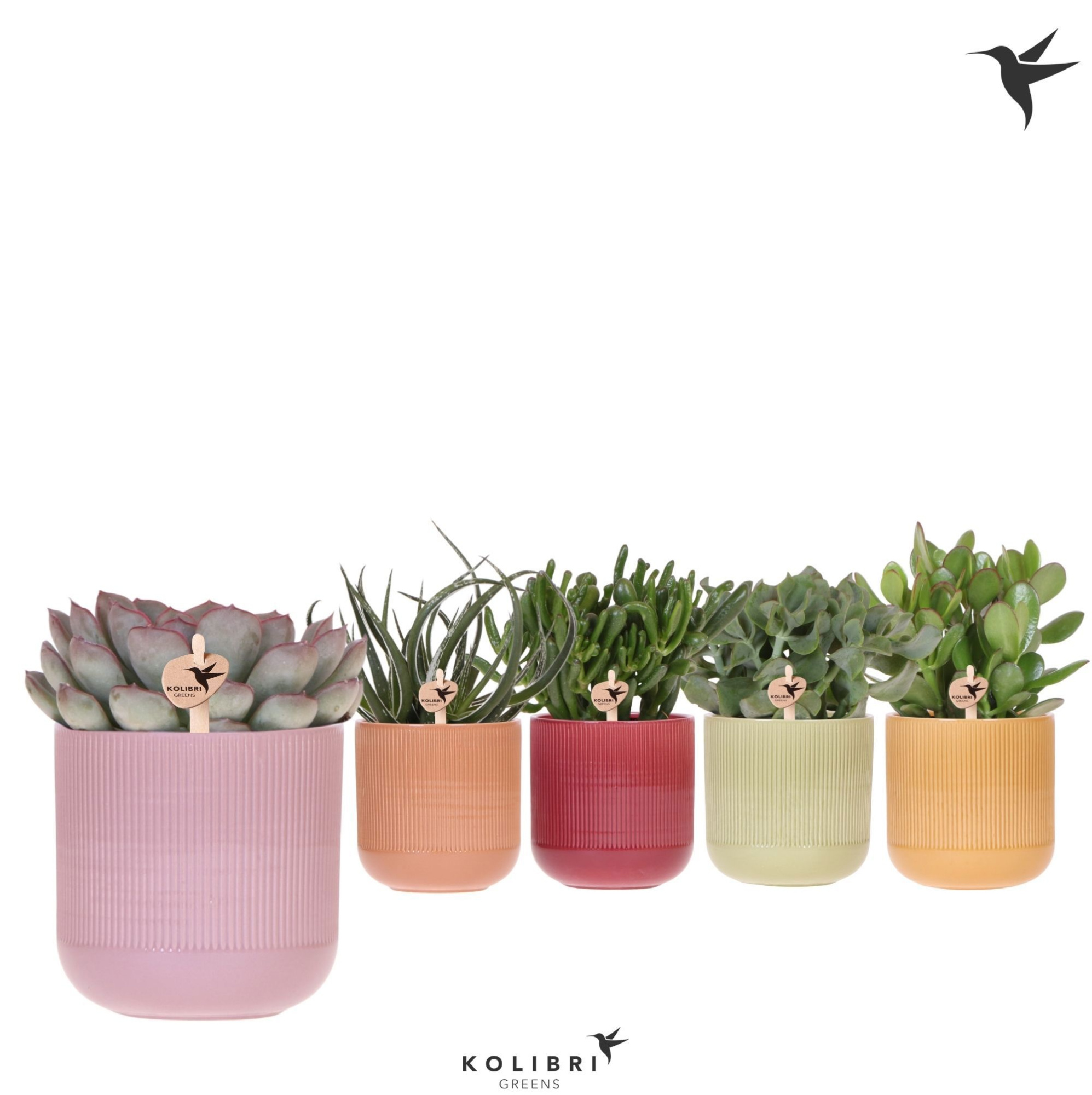 Kolibri Greens Succulenten mix in Flare pot mix, D 12 cm