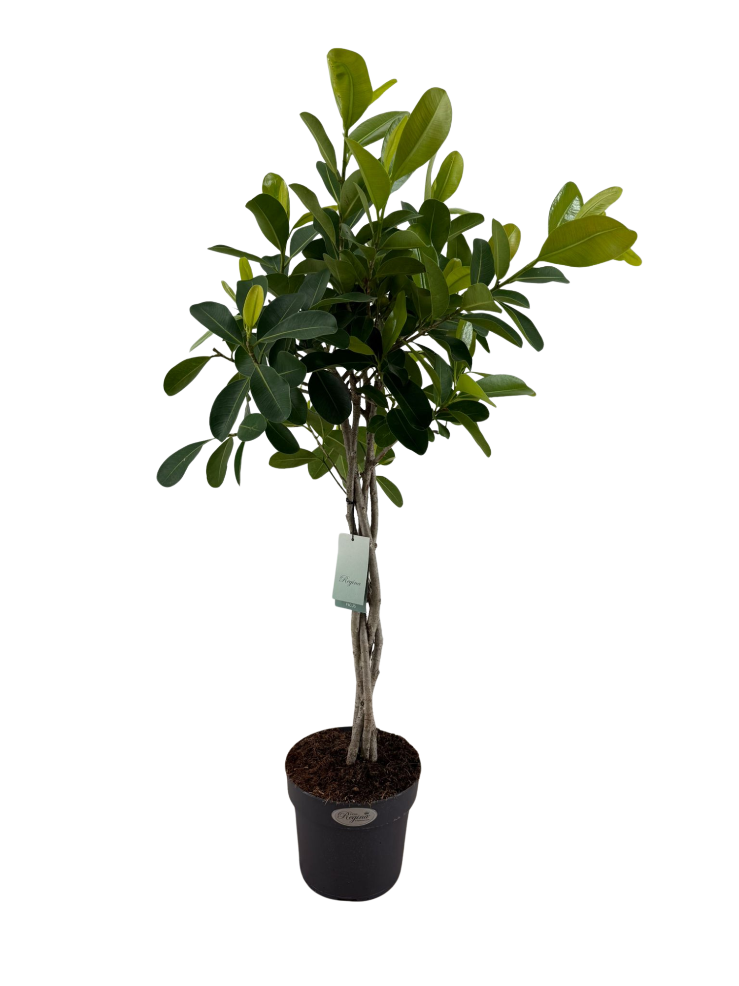 Ficus microcarpa Smile gevlochten stam p24, D 24