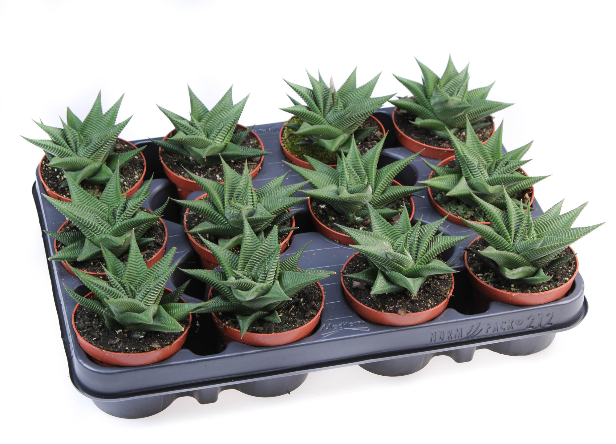 Haworthia twister, D 8,5 cm