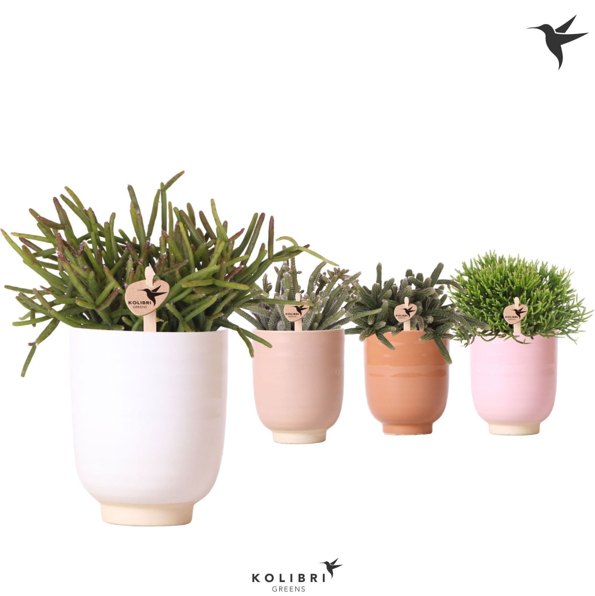 Kolibri Greens Rhipsalis mix in Glazed pot mix, D 9 cm