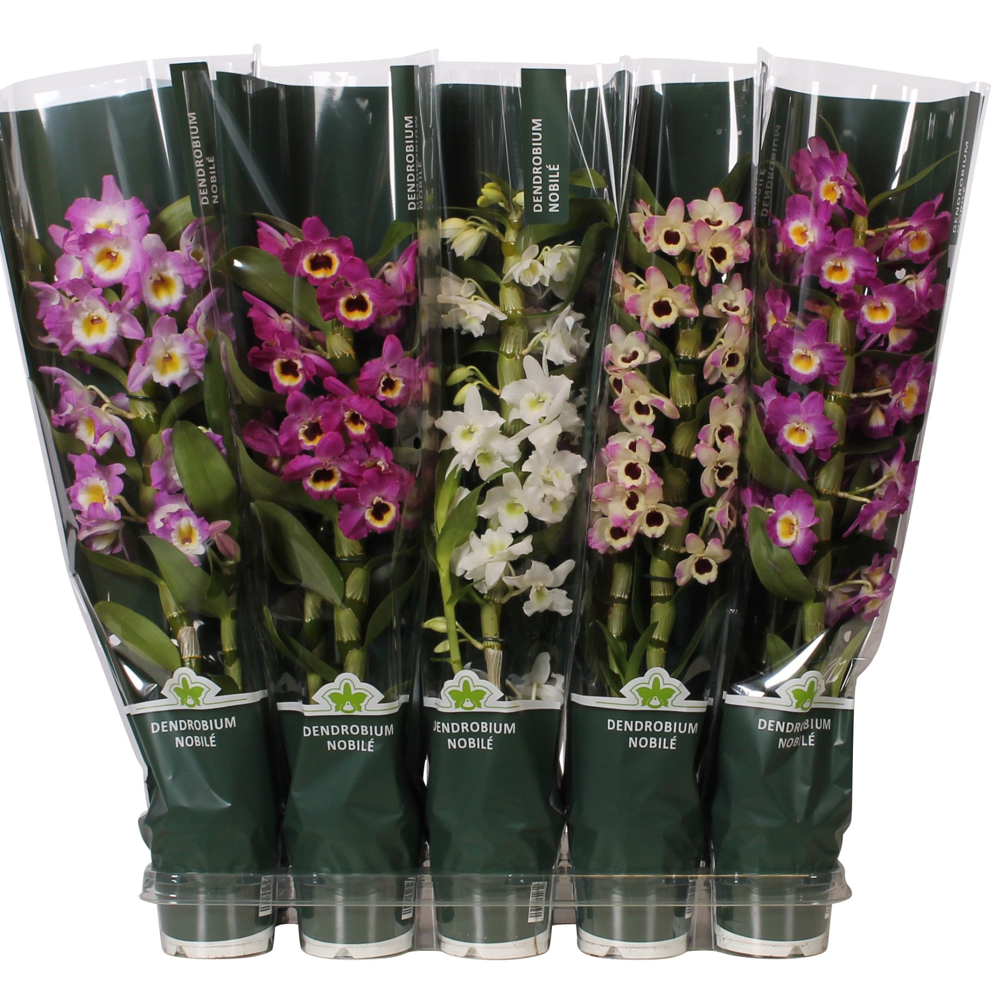 Dendrobium Nobile Mix 1 stam 6+ tros in luxe De Hoog Hoes, D 12