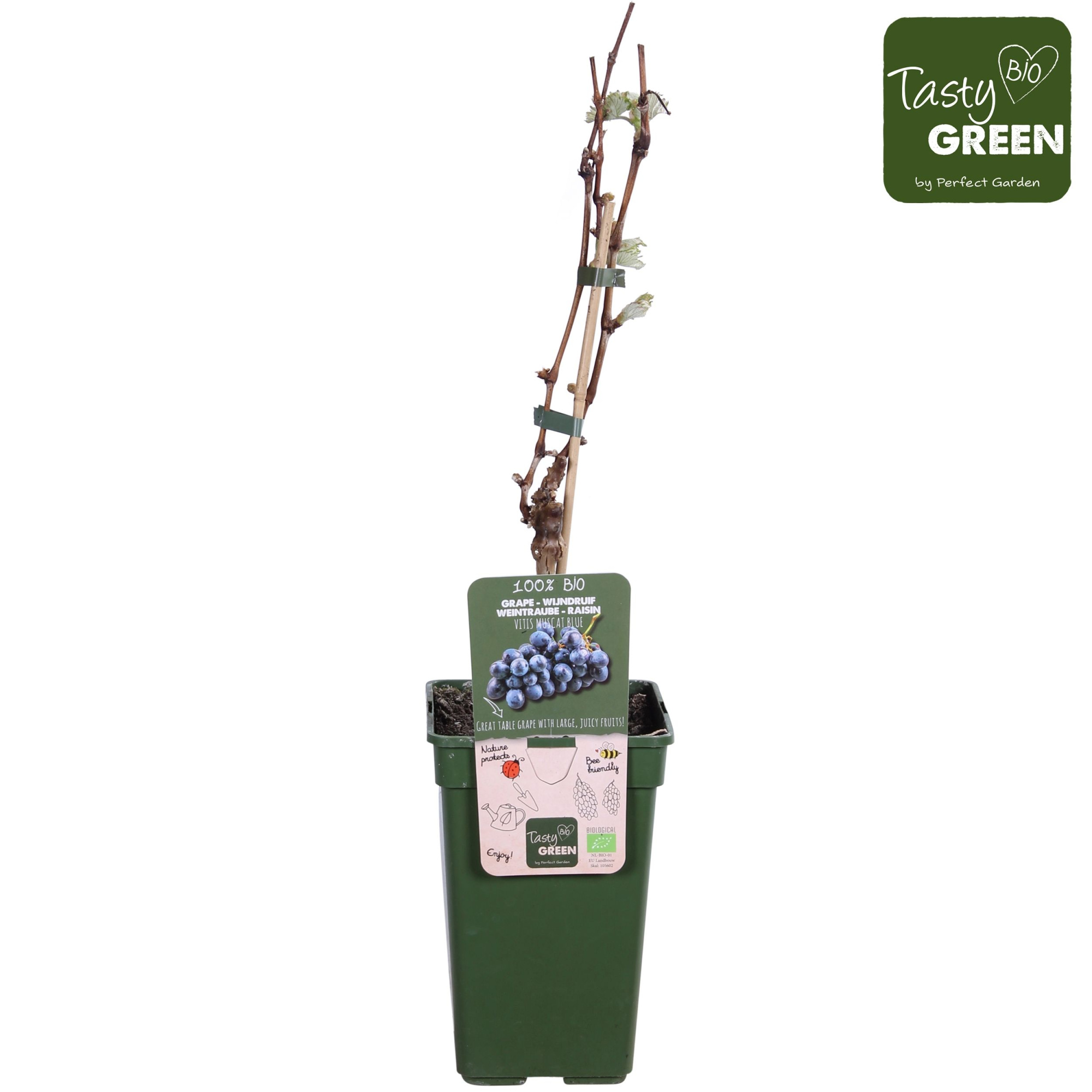 Vitis vinifera Muscat Blue Bio P19, D 19