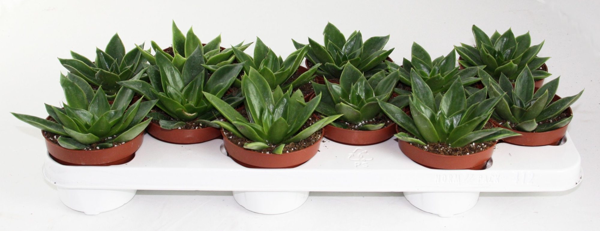 Echeveria Mexico, D 10,5 cm