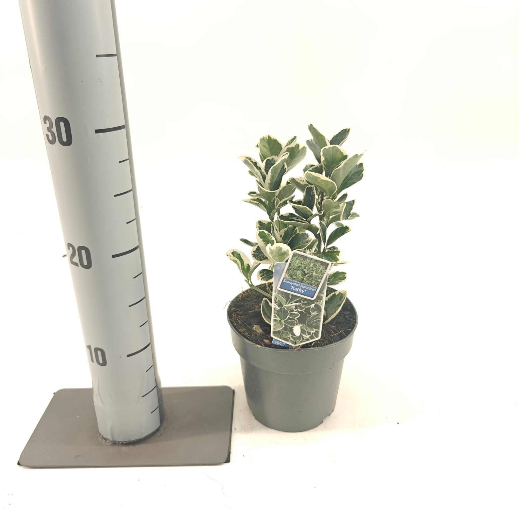 Euonymus jap. 'Kathy', D 13