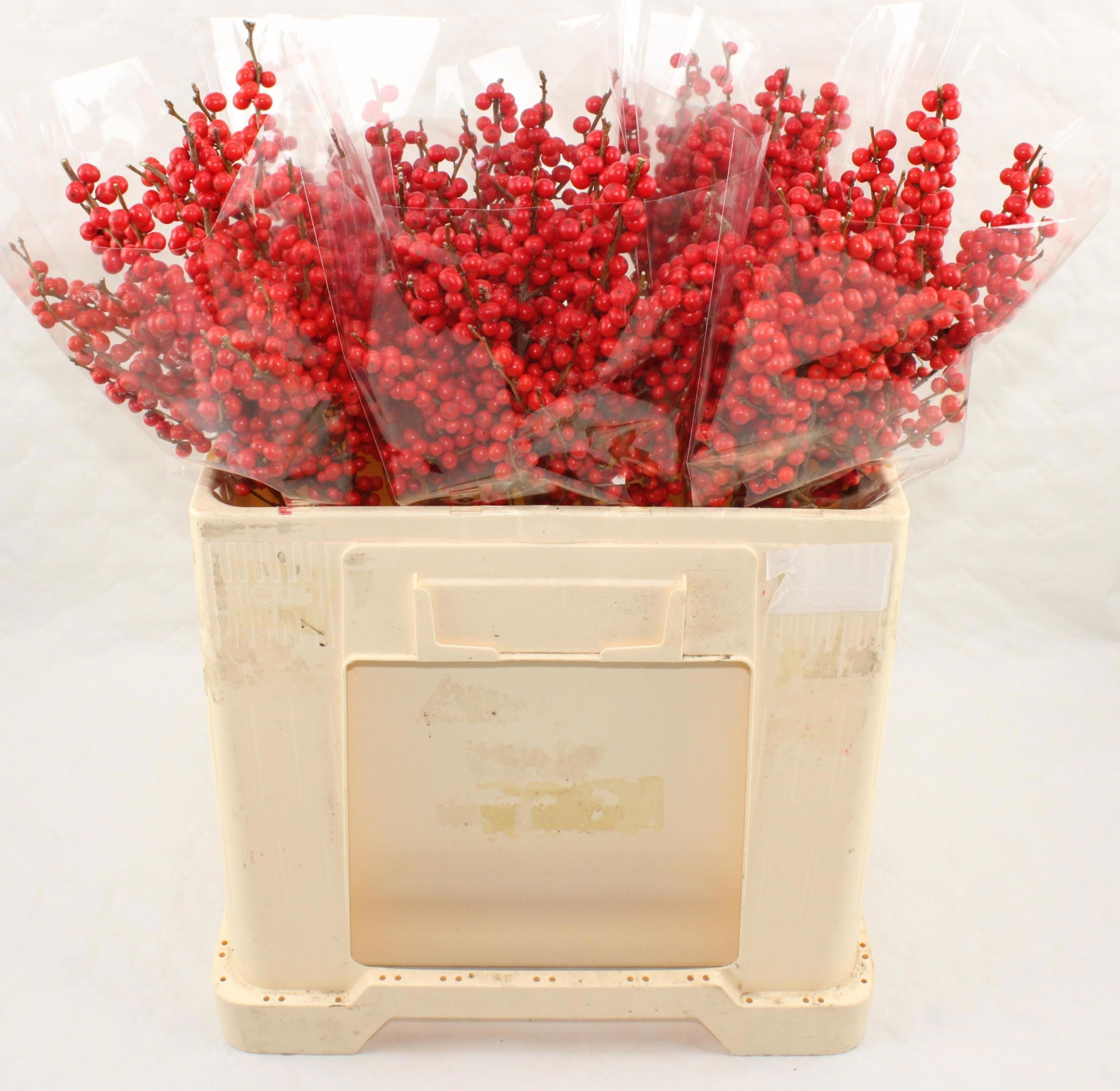 Илекс Красные ягоды 50, шт.