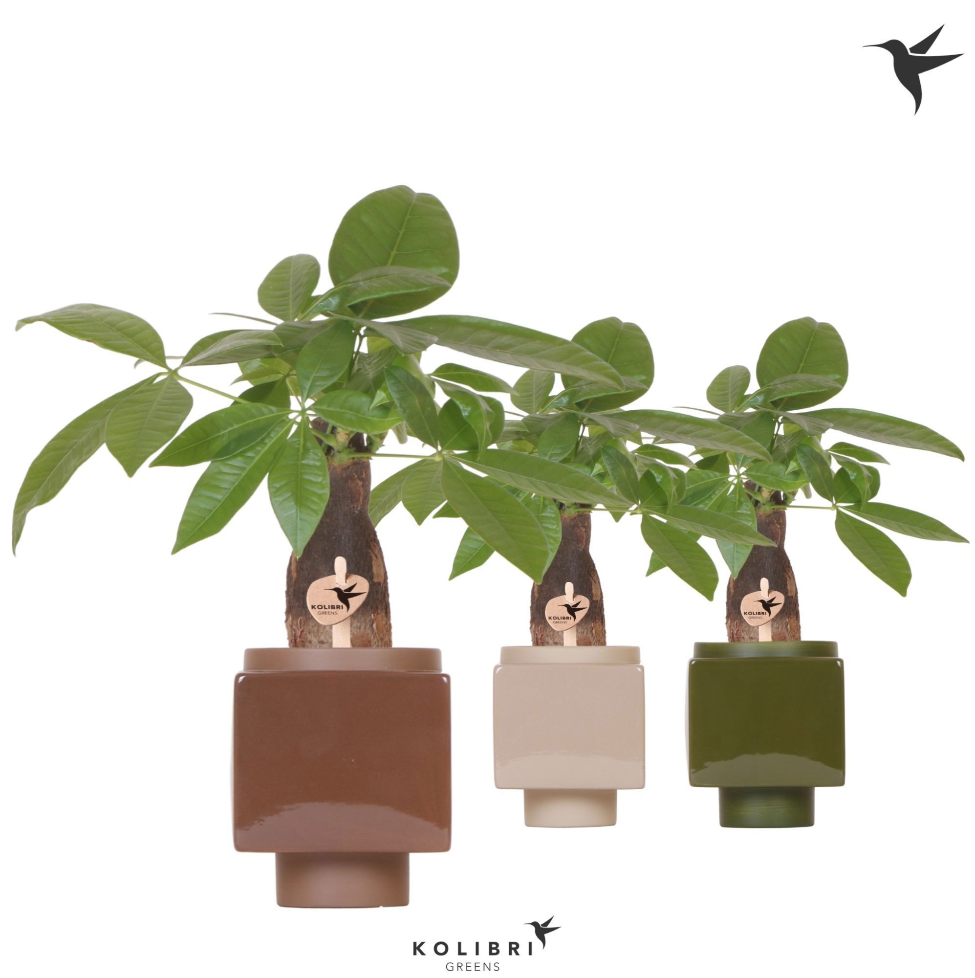 Kolibri Greens Pachira in Cube pot mix, D 9 cm