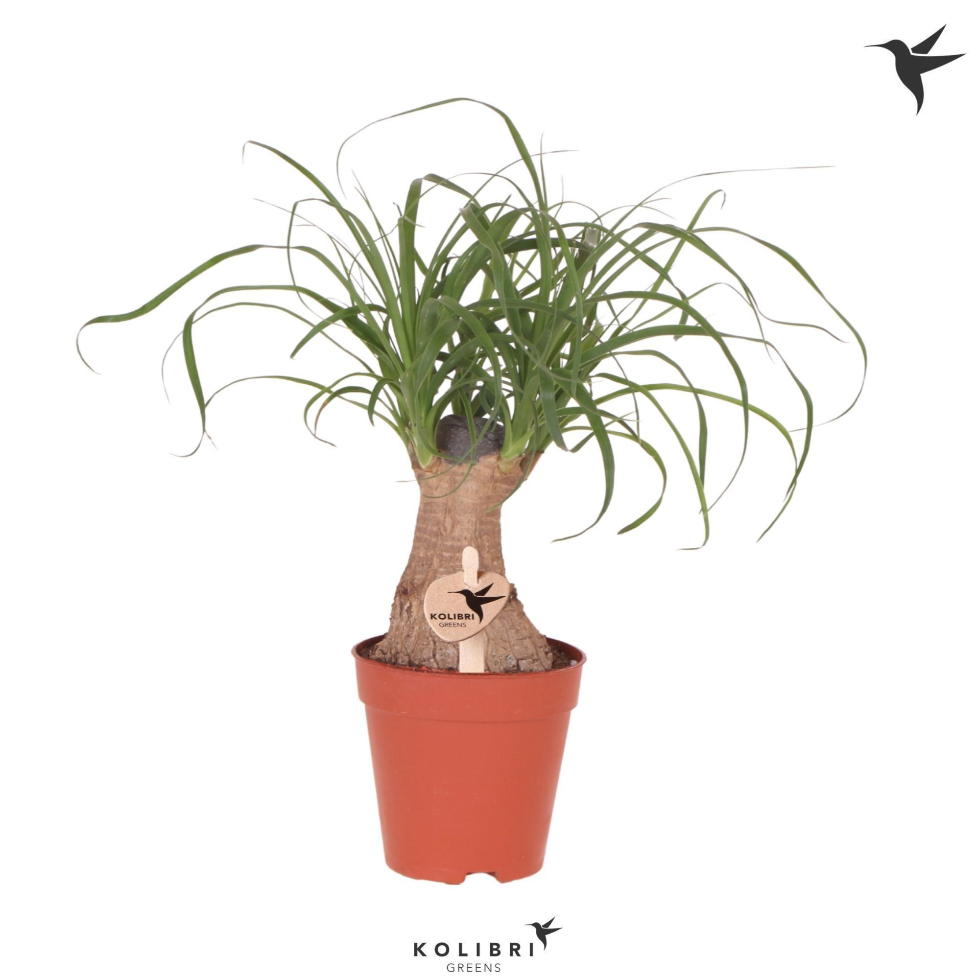 Kolibri Greens Beaucarnea, D 9 cm