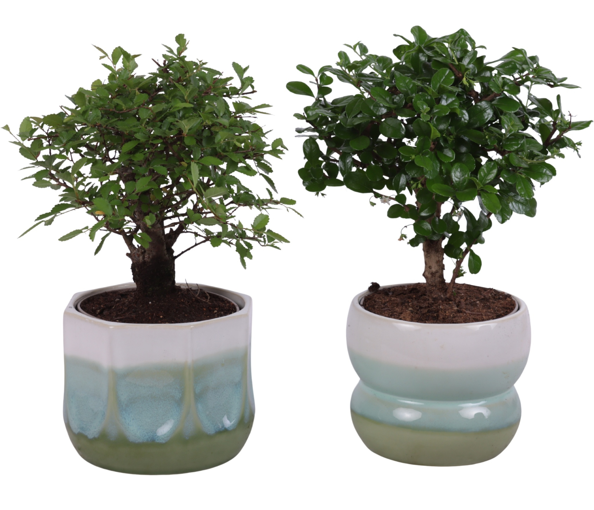 Bonsai Indoor Mix Ø12cm Ball Shape in Ø15cm Ceramic FB675, D 15