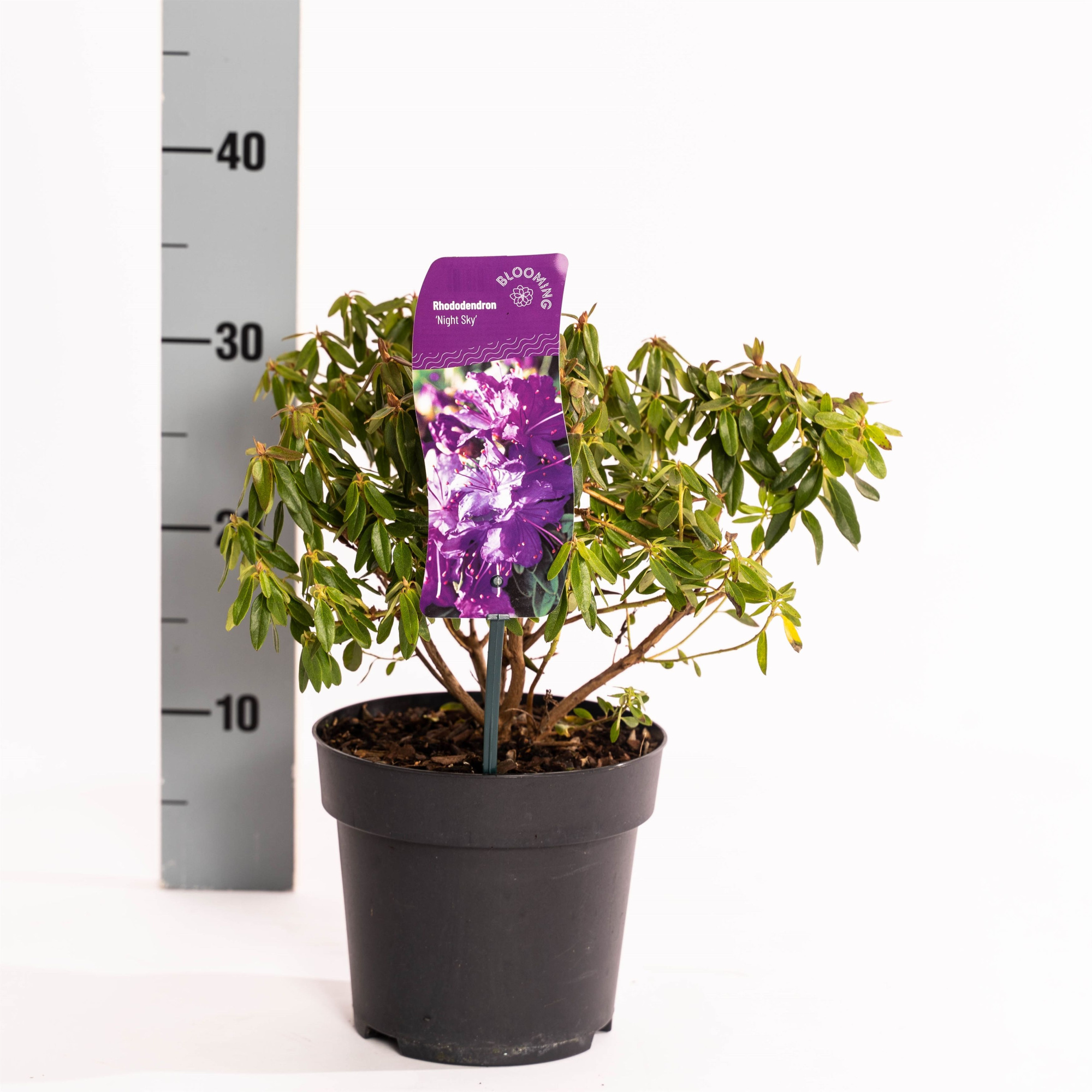Rhododendron 'Night Sky', D 17 cm