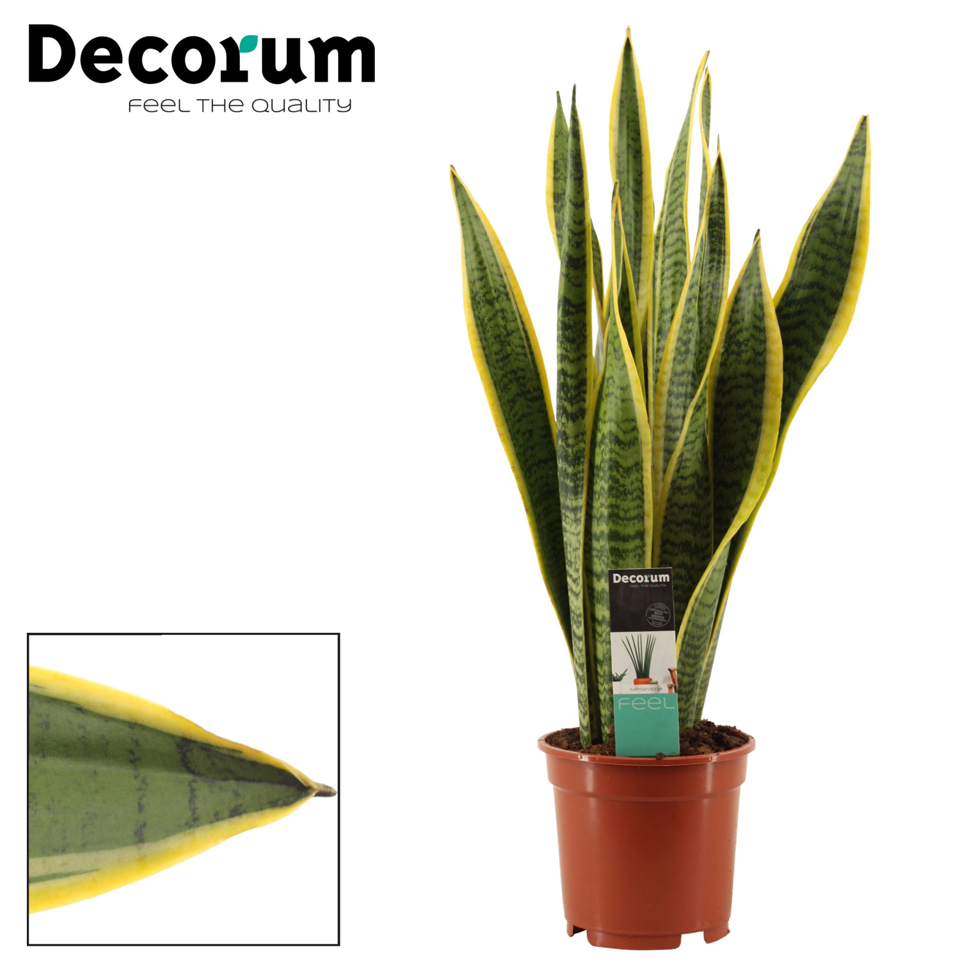 Sansevieria Laurentii 17 cm (Decorum), D 17 cm