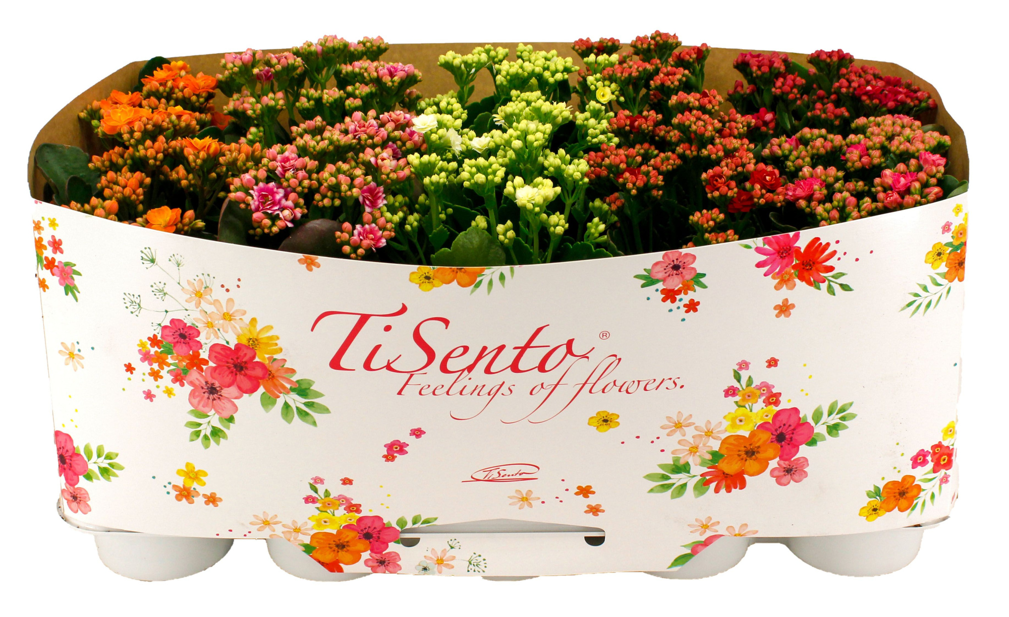 Calandiva 12 cm Mix in Floral kraag, D 12 cm