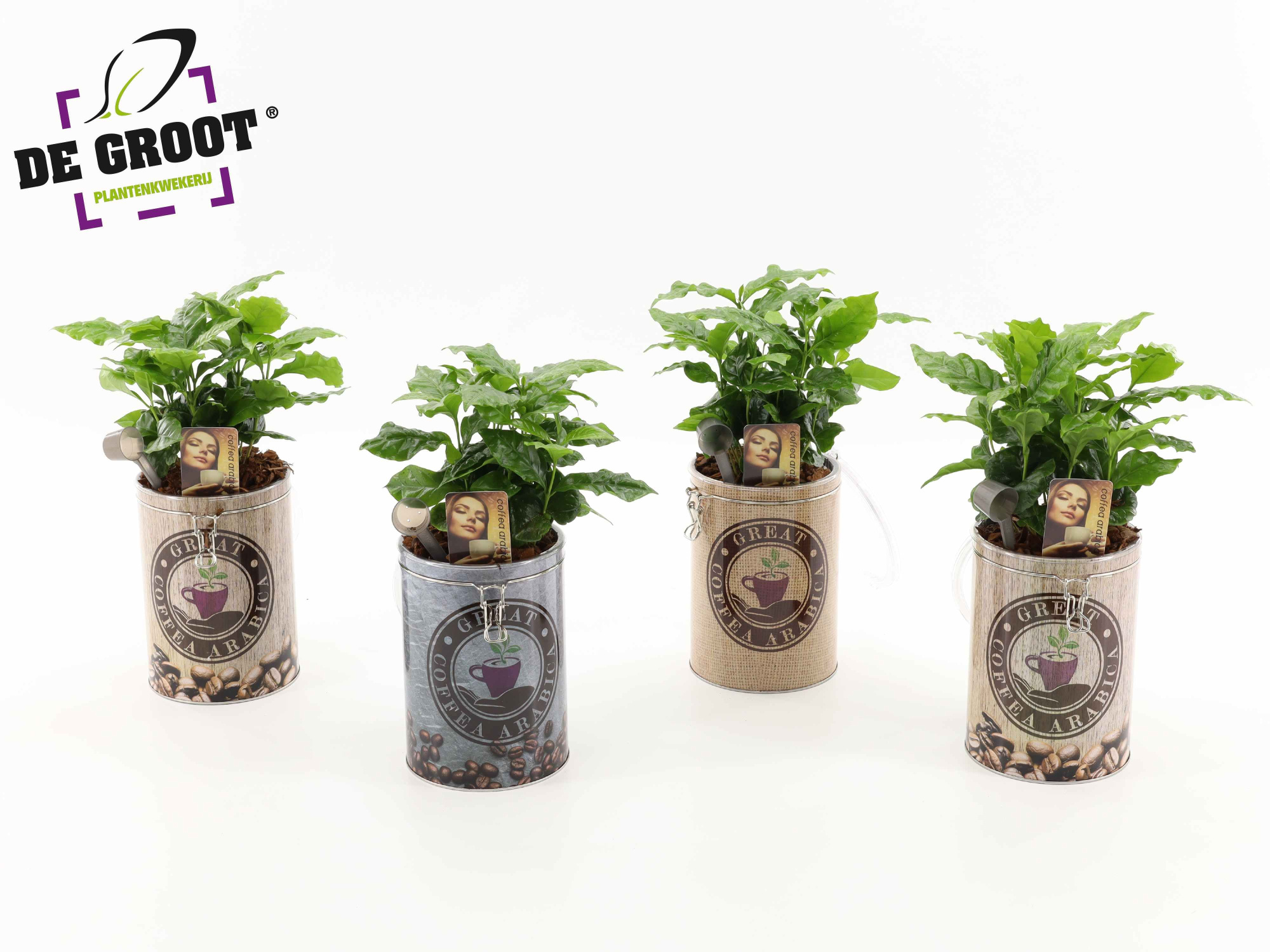 Coffea in koffievoorraadblik, D 12 cm