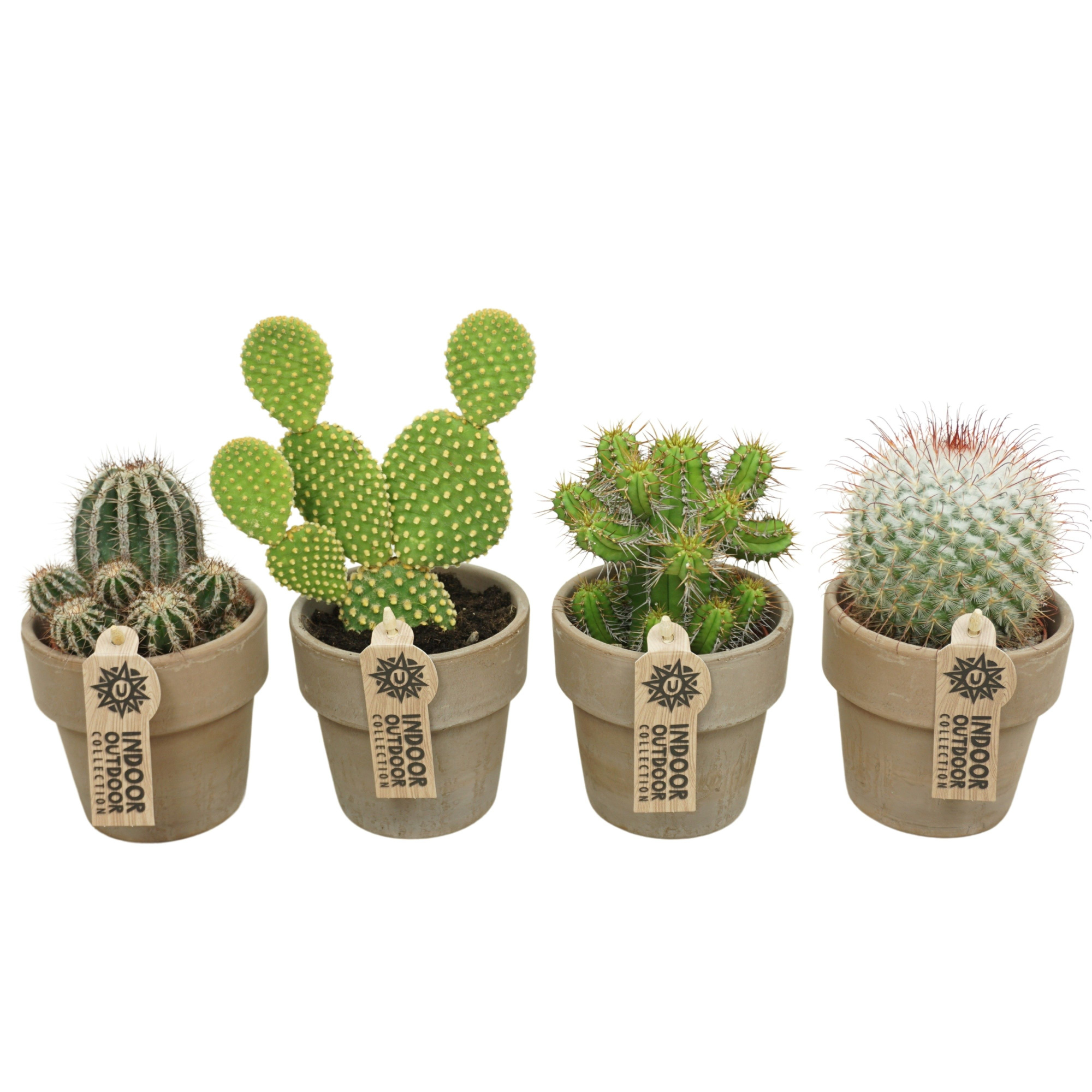 Cactus mix in 10 cm 'Grijze Kraagpot', D 8,5