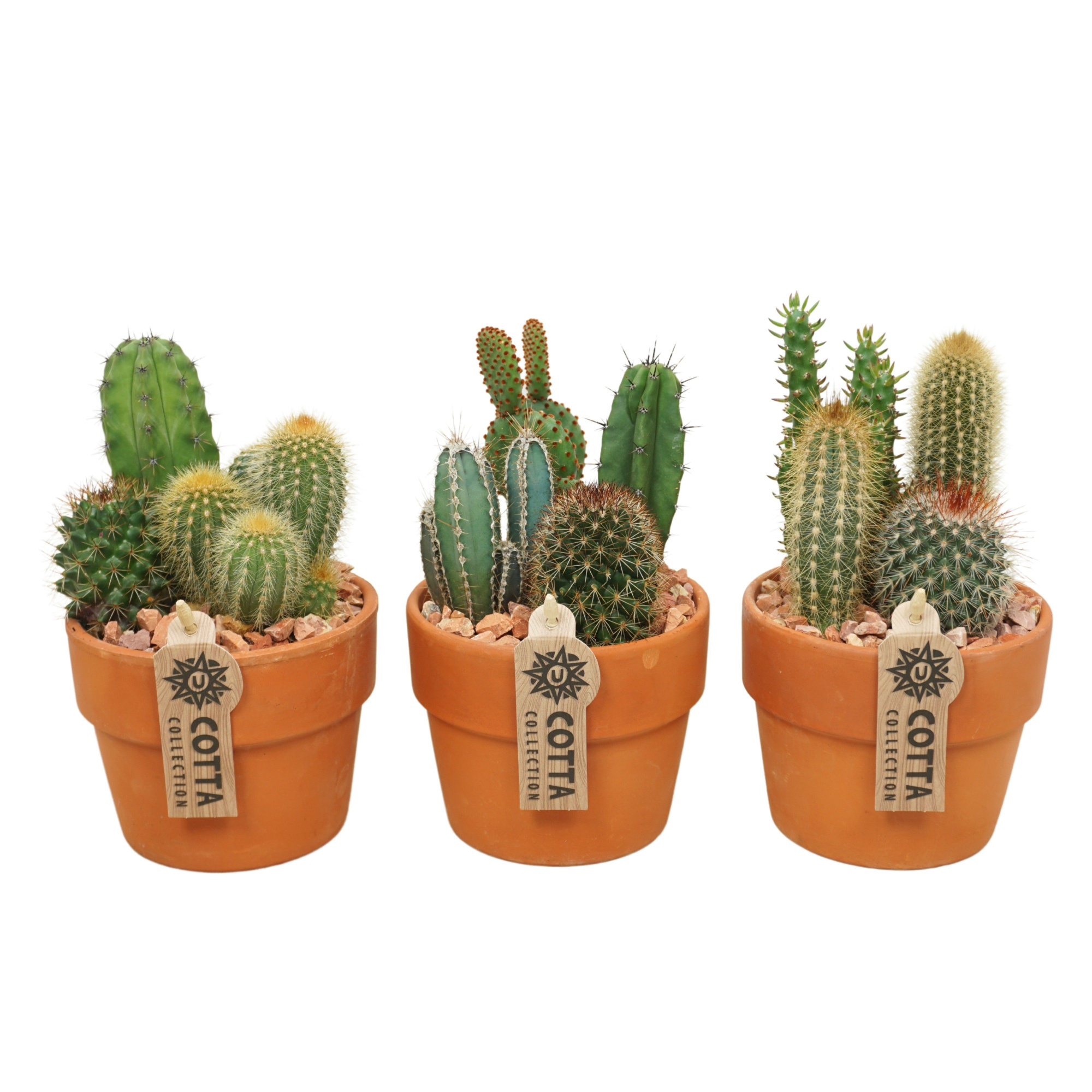 Cactus arrangement in 12 cm 'Terracotta Kraagpot', D 12 cm