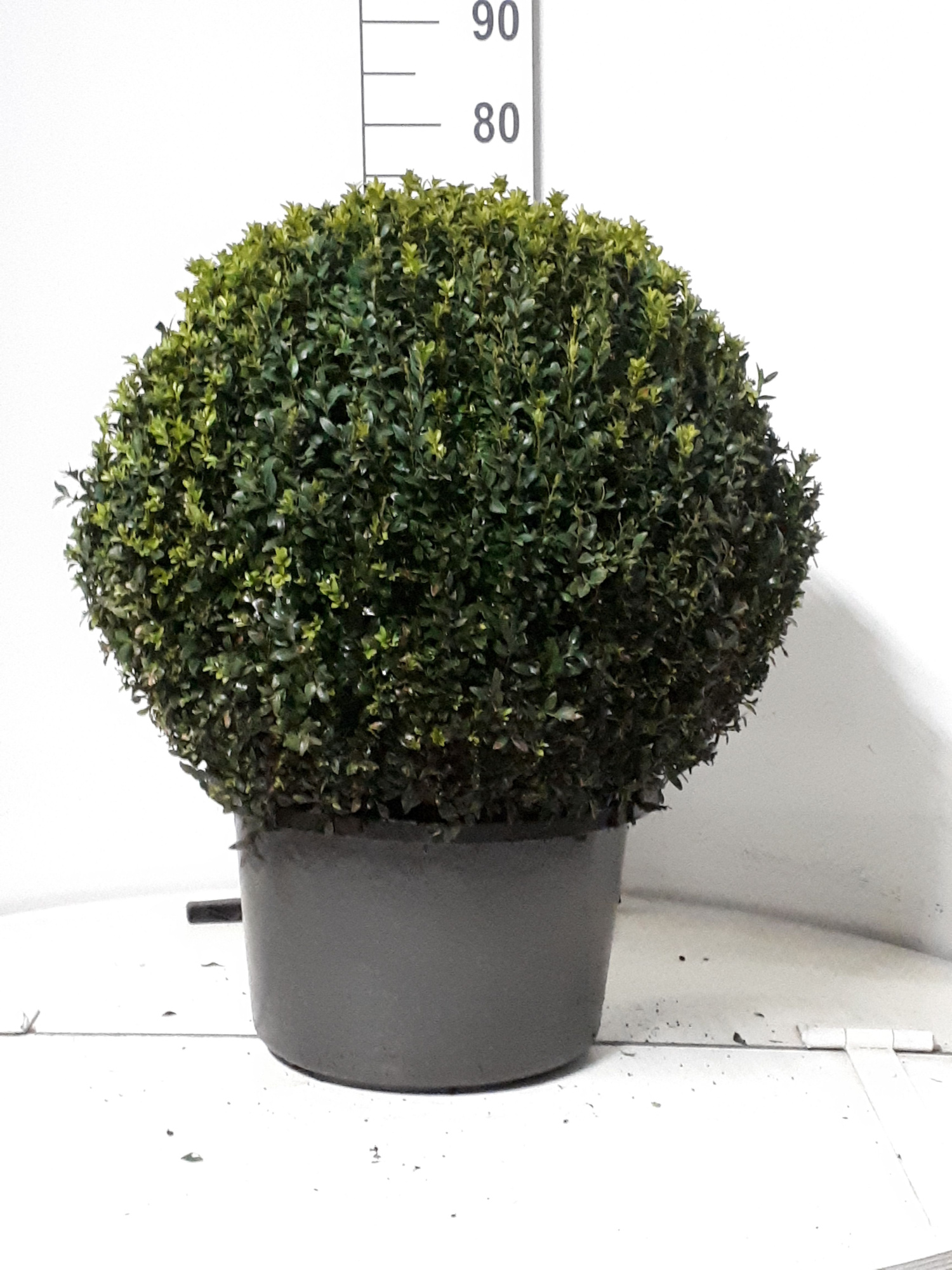 Buxus sempervirens bol 50, D 38