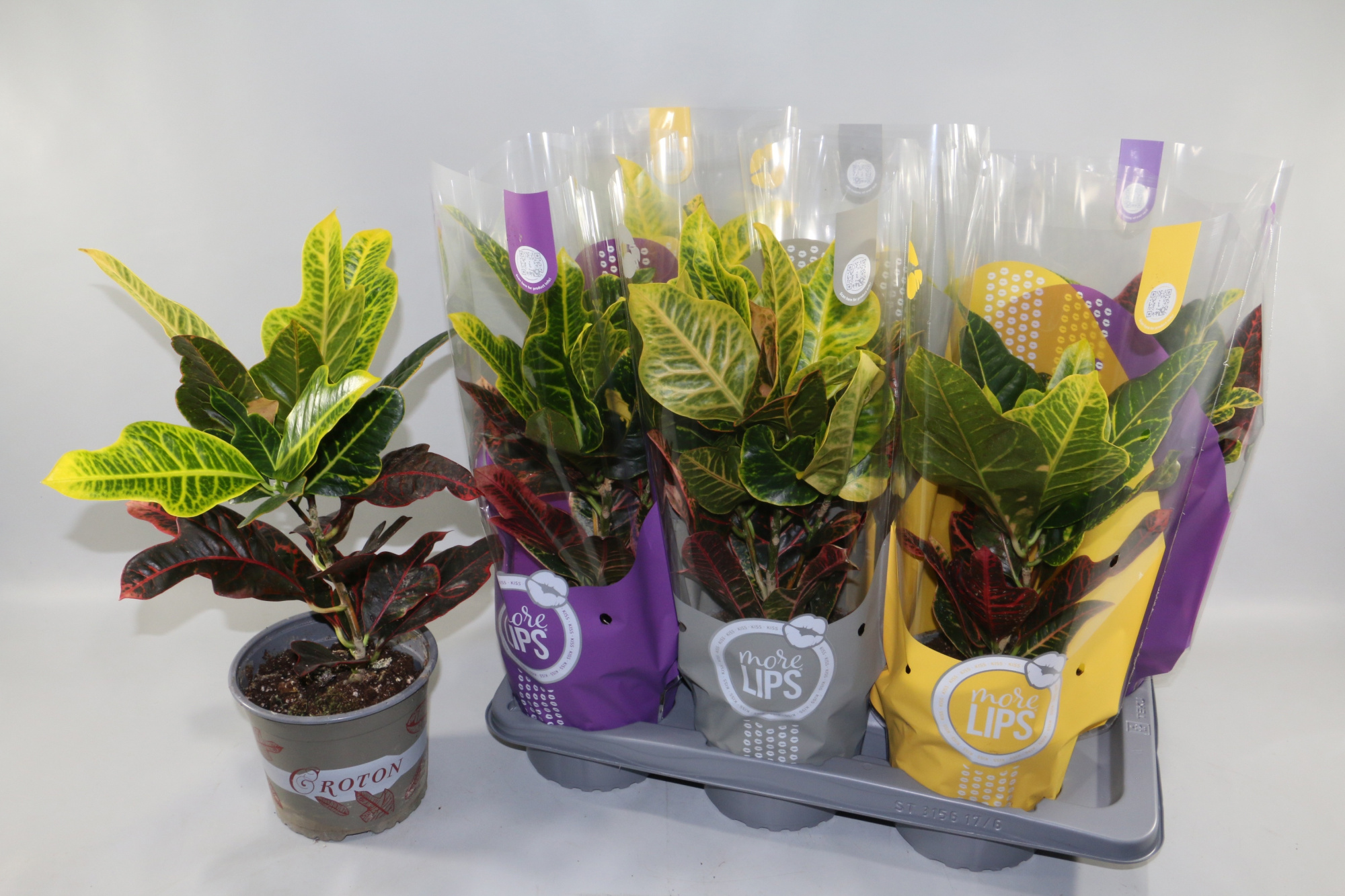 Croton Excellent 17cm "MoreLIPS®" Design Hoes, D 17