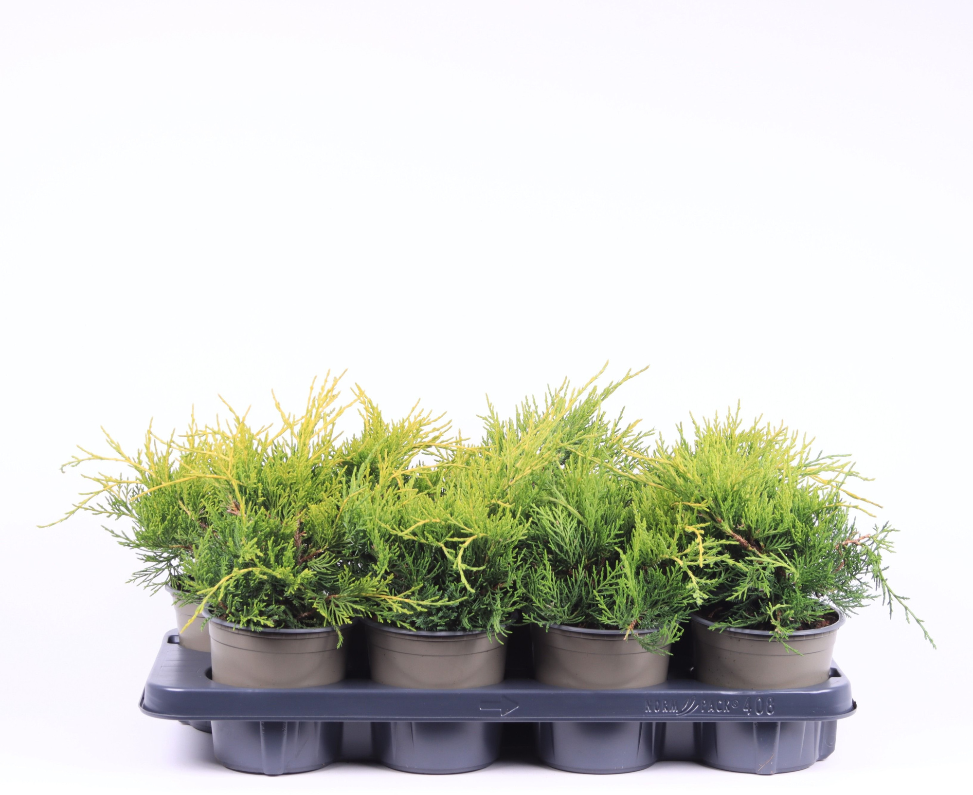 Juniperus x pfitzeriana 'Gold Coast', D 13 cm